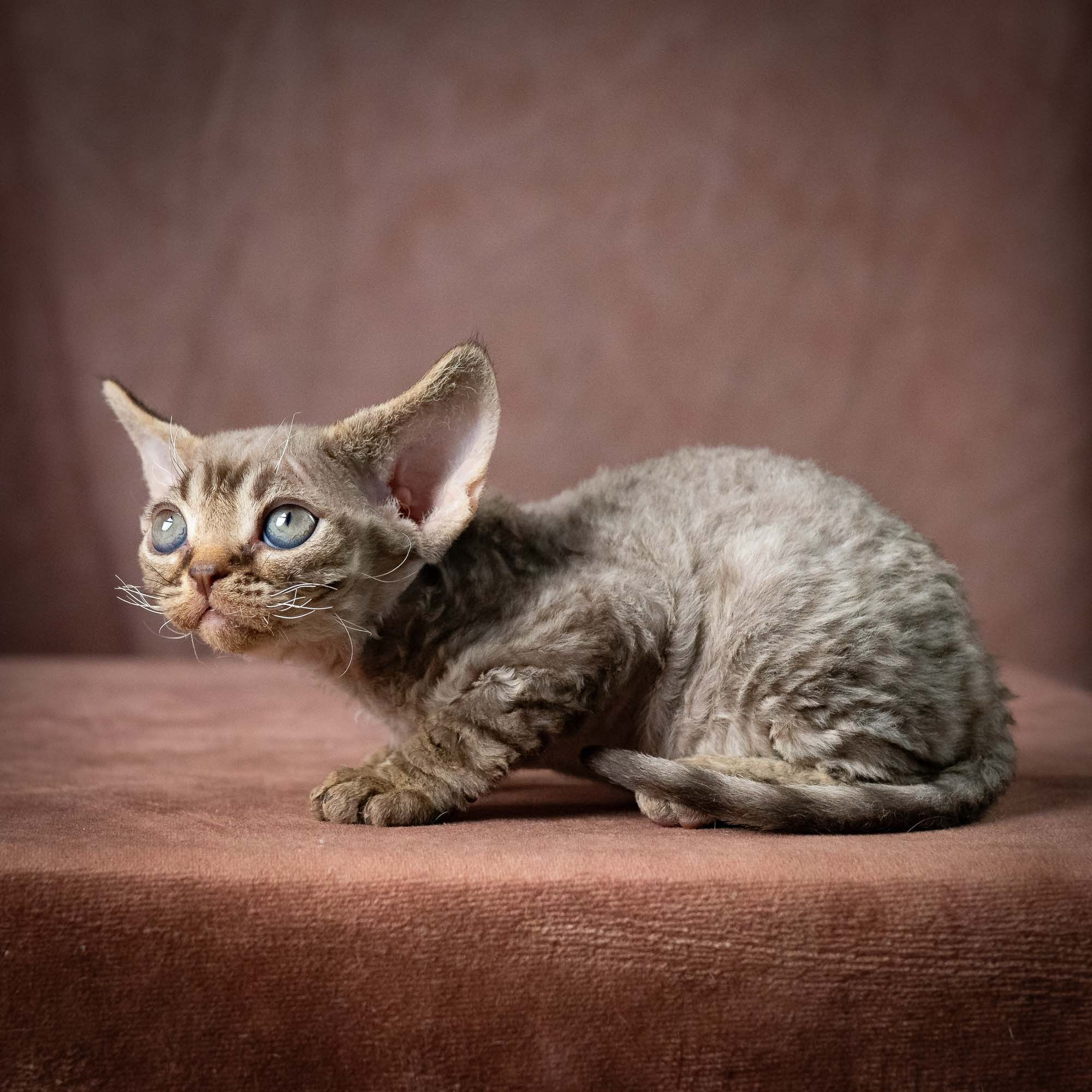 Uri, boy, born 07.19.2026. Devon Rex Pixie Cattery