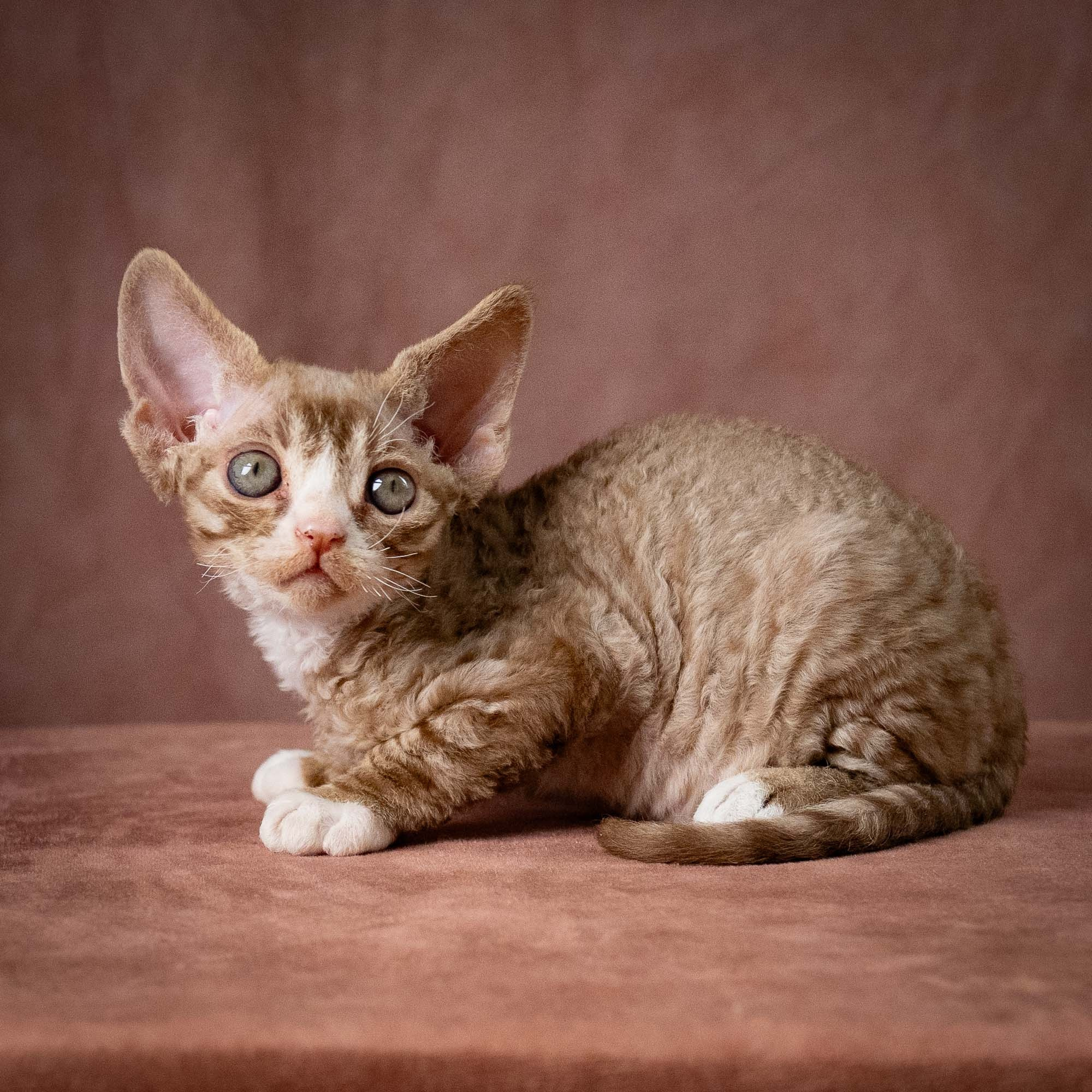 Ulysses, boy, born 07.19.2026. Devon Rex Pixie Cattery