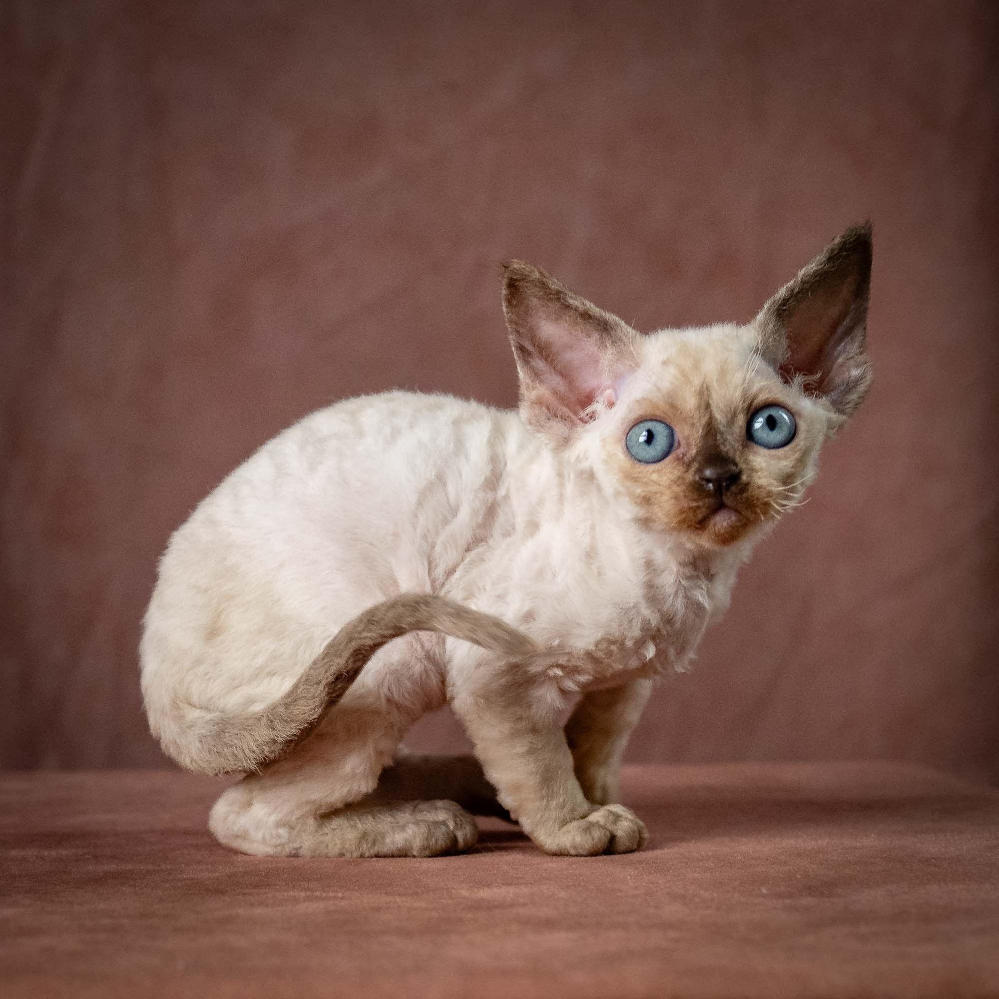Tessa, girl, born 07.15.2026. Devon Rex Pixie Cattery
