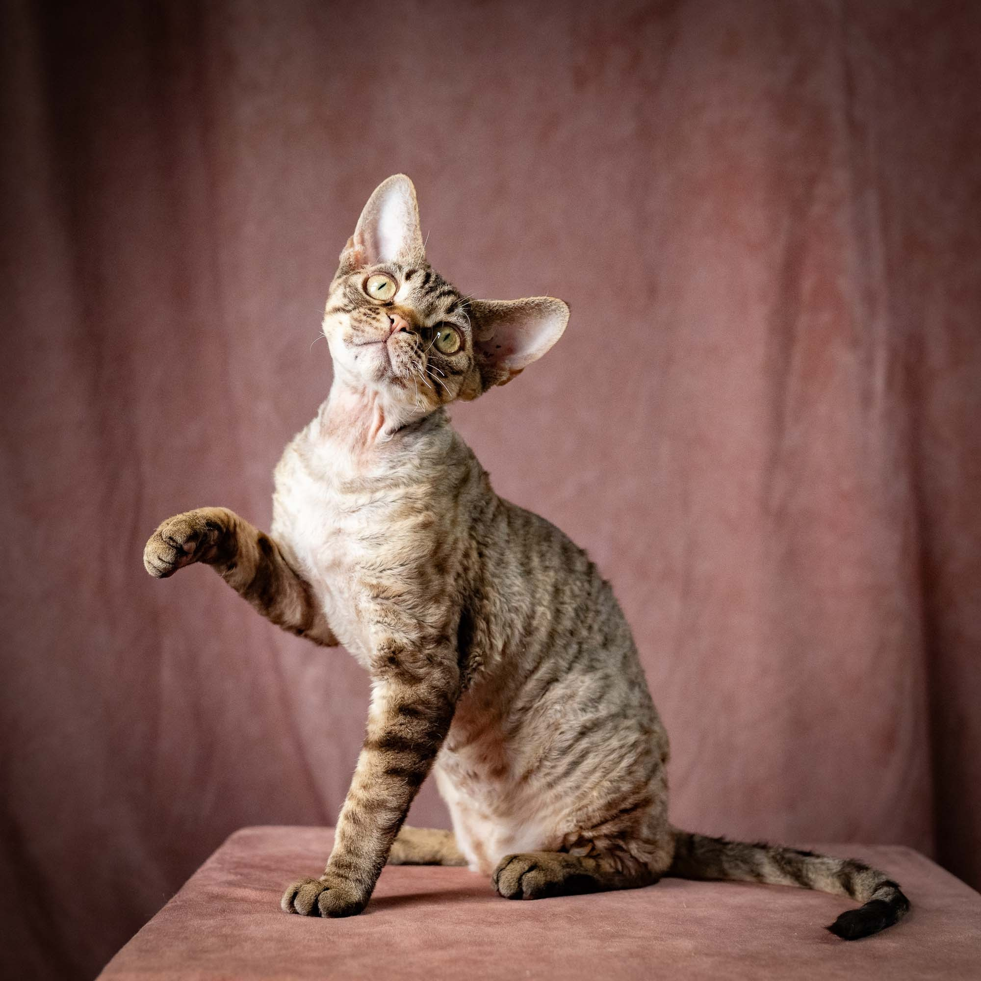 Pixie Ostap. Devon Rex Pixie Cattery