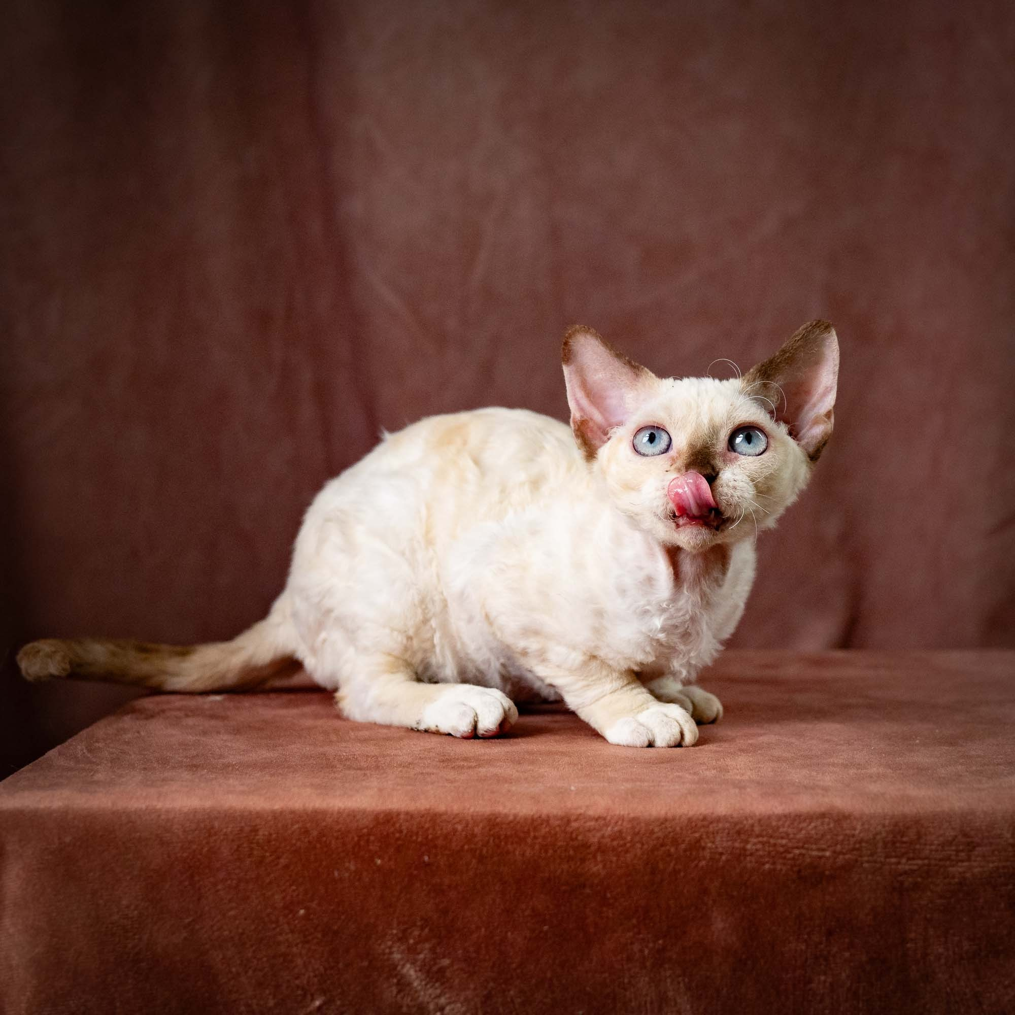 Rosalie,  girl, born 05.08.26. Devon Rex Pixie Cattery