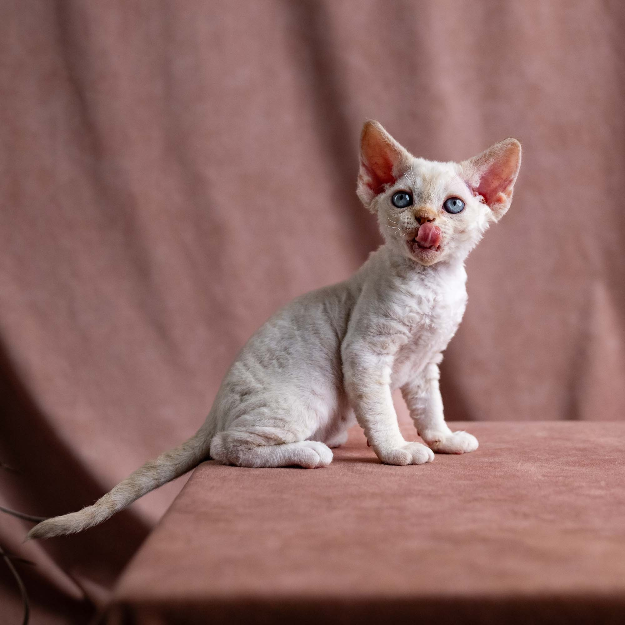 Vivi, girl, born on 08.27.2026. Devon Rex Pixie Cattery