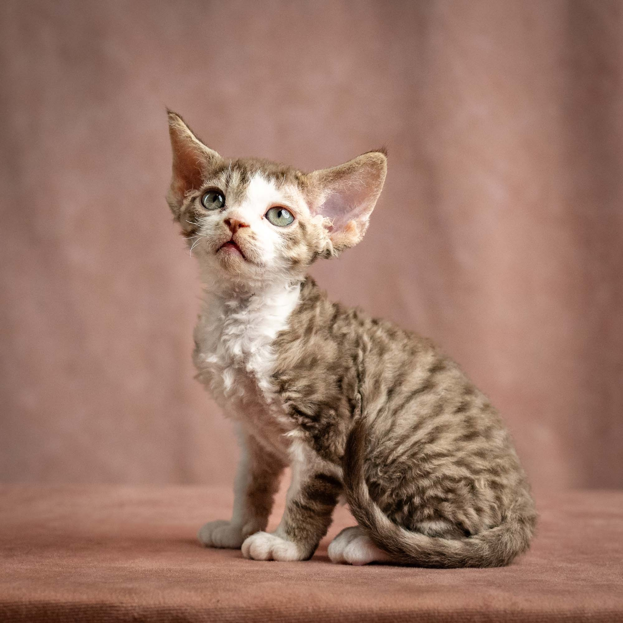 Watson, boy, born on 08.28.2026. Devon Rex Pixie Cattery
