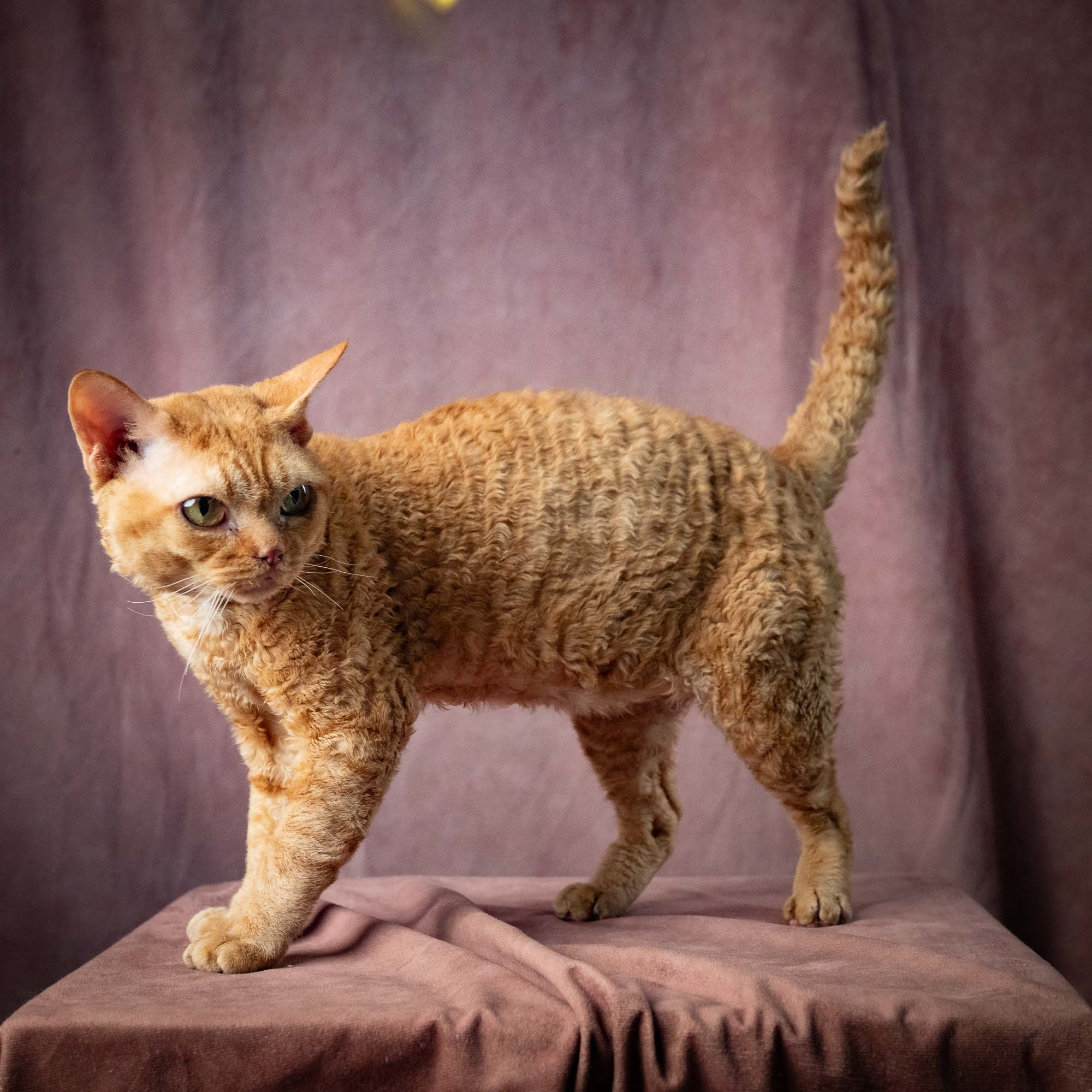 CH DreamCatcher Gregory. Devon Rex Pixie Cattery