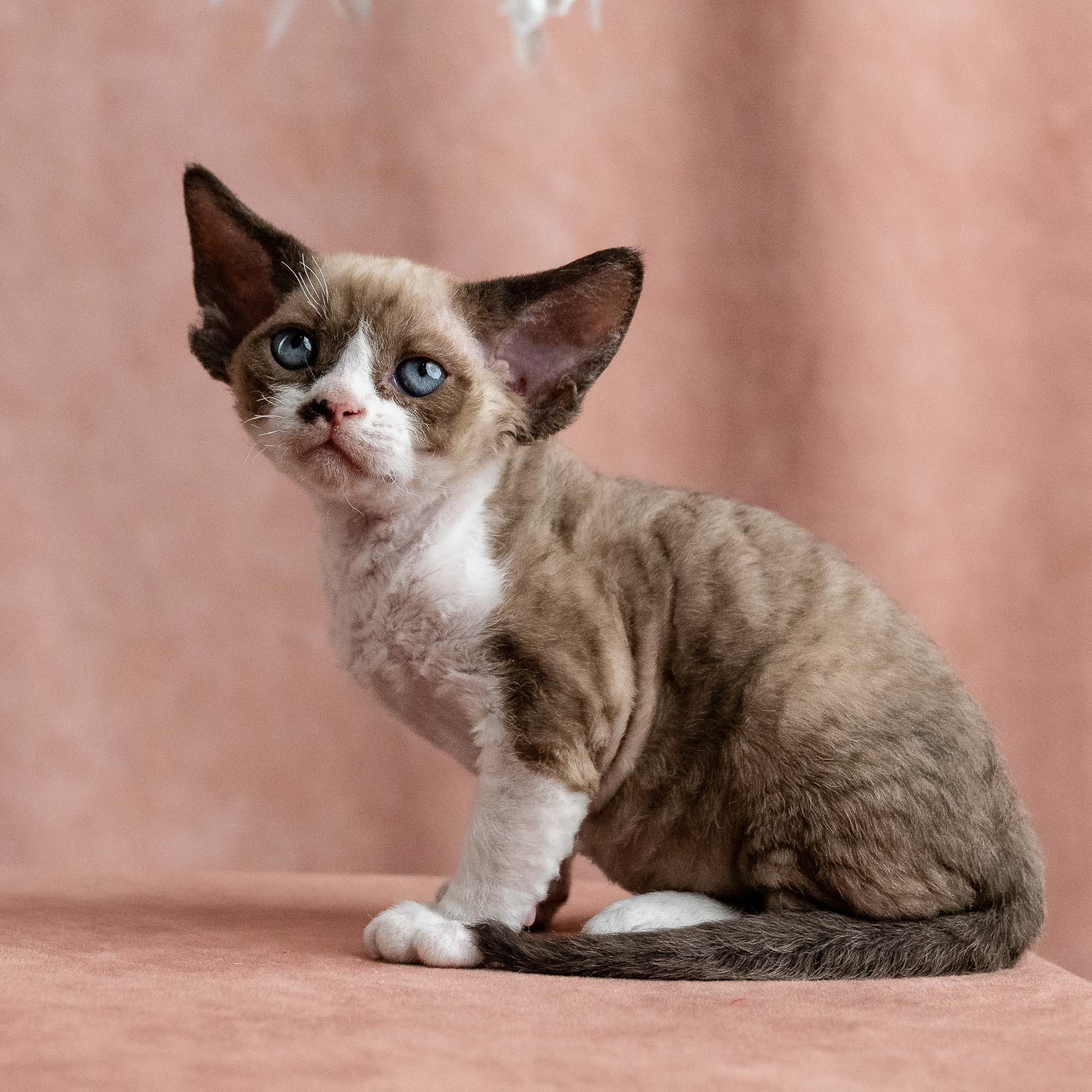 Vesper, boy, born on 08.27.2026. Devon Rex Pixie Cattery
