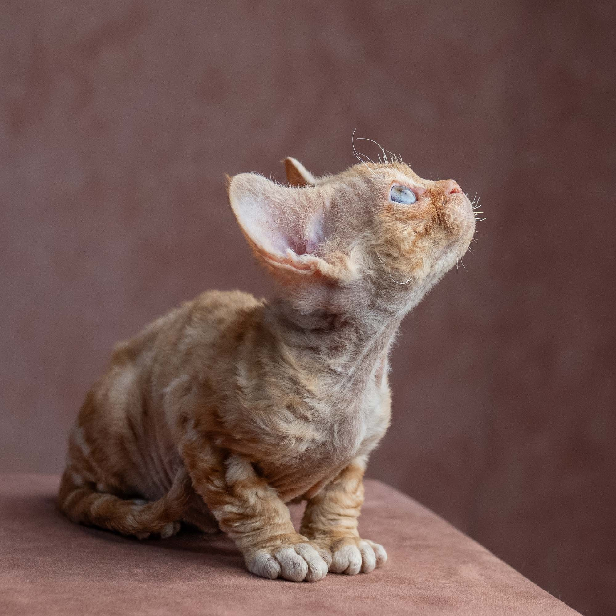 Xenia, girl, born on 08.28.2026. Devon Rex Pixie Cattery