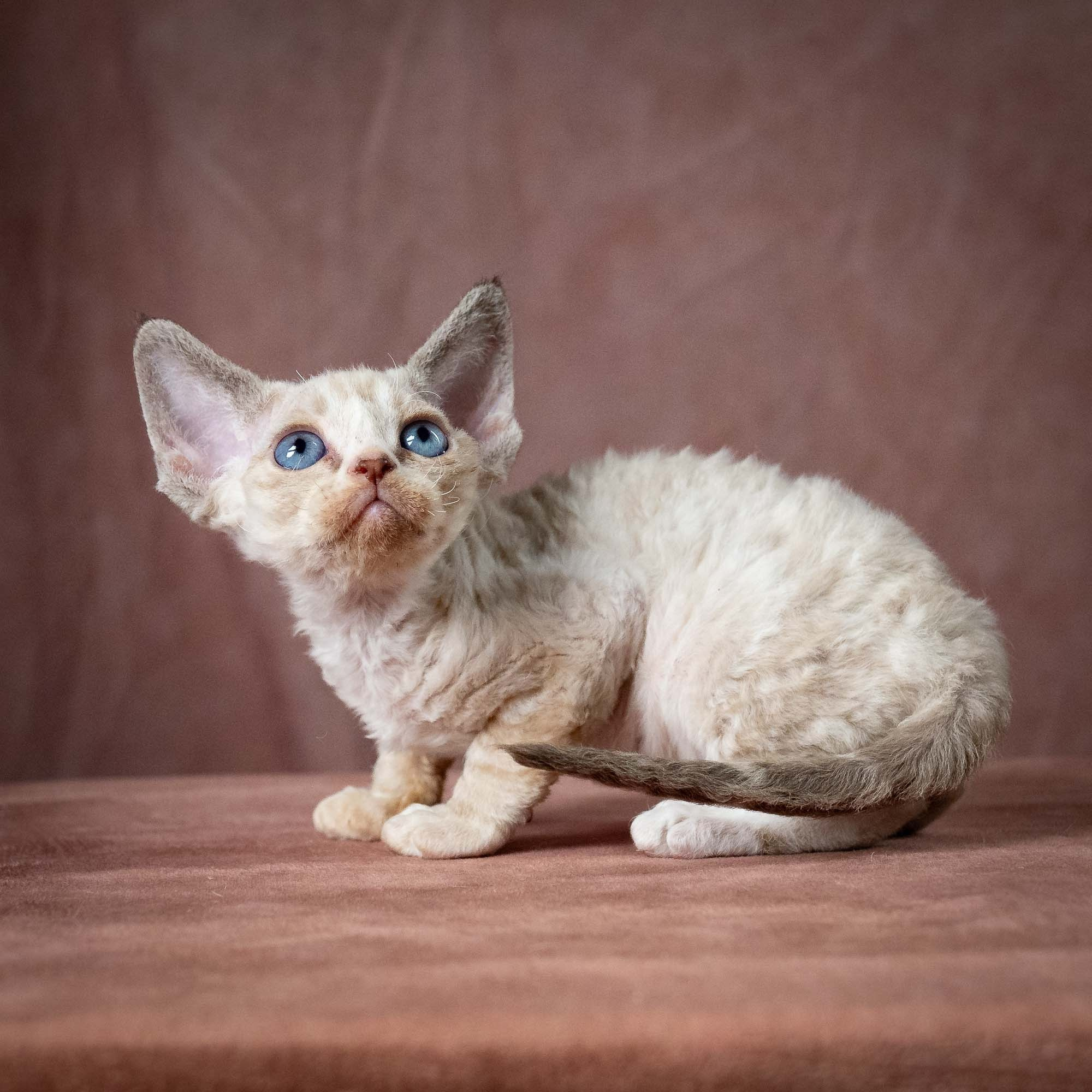 Toby, boy, born 07.15.2026. Devon Rex Pixie Cattery