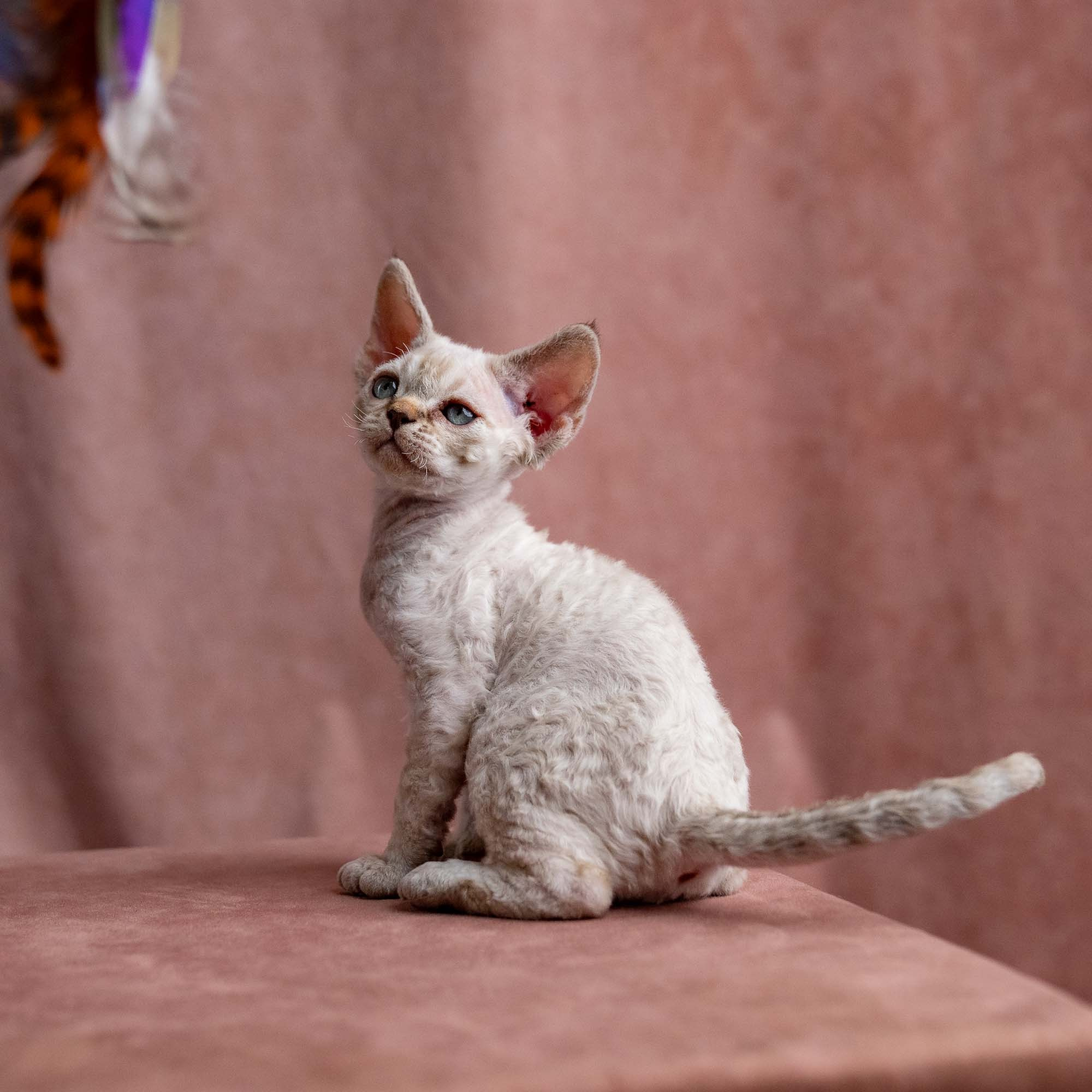 Viggo, boy, born on 08.27.2026. Devon Rex Pixie Cattery