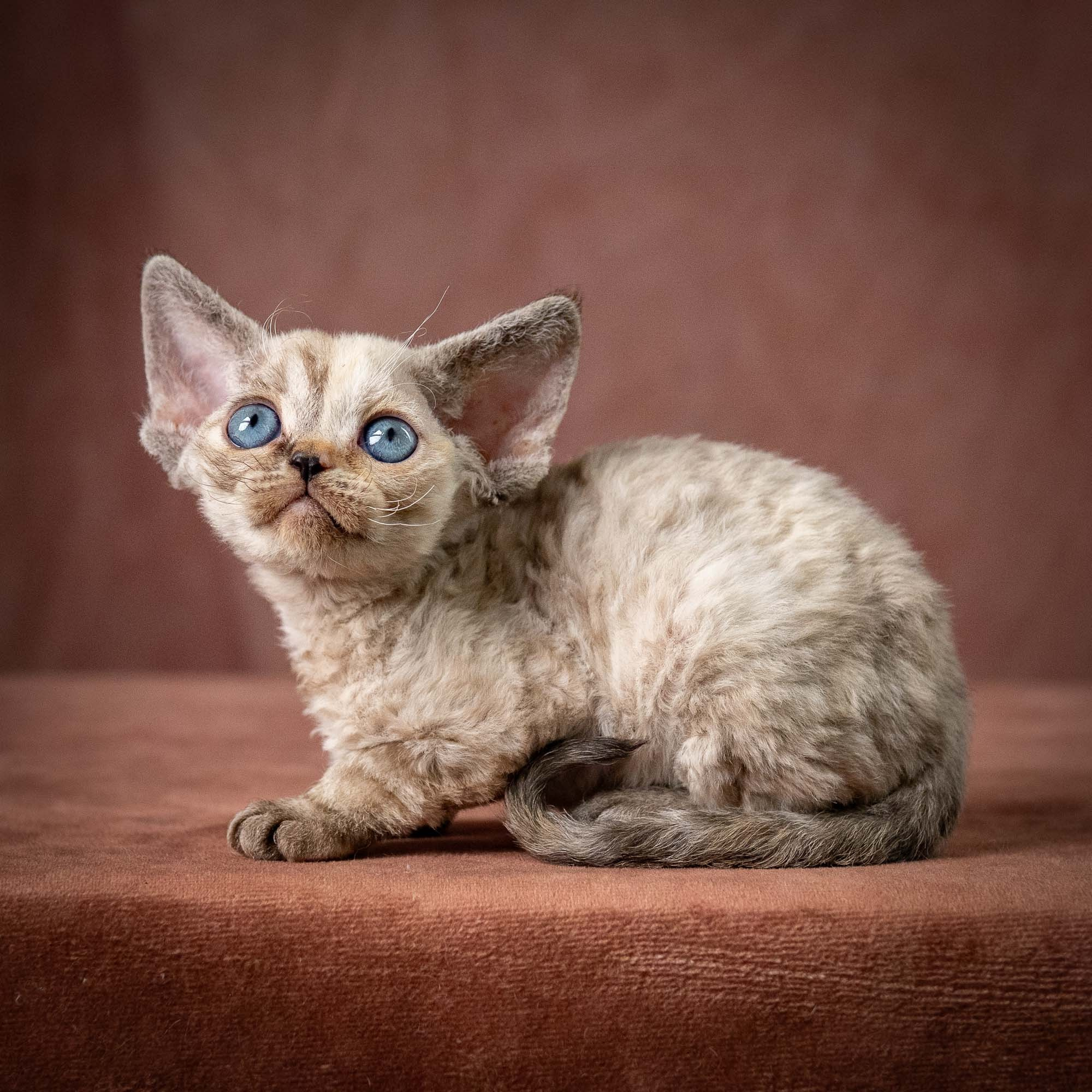 Tasha, girl, born 07.15.2026. Devon Rex Pixie Cattery