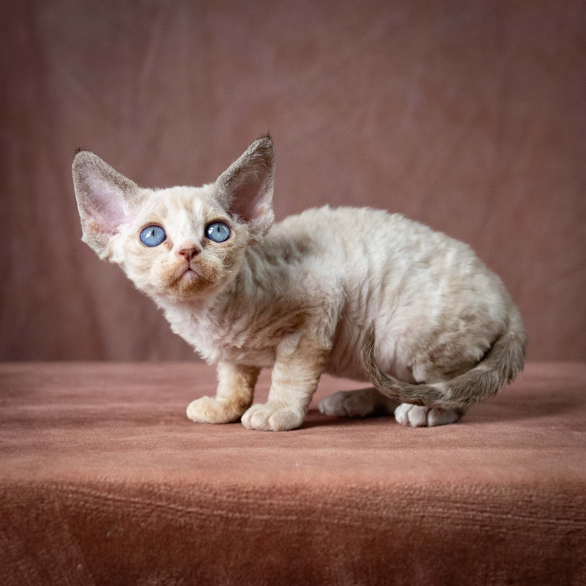 Toby, boy, born 07.15.2026. Devon Rex Pixie Cattery