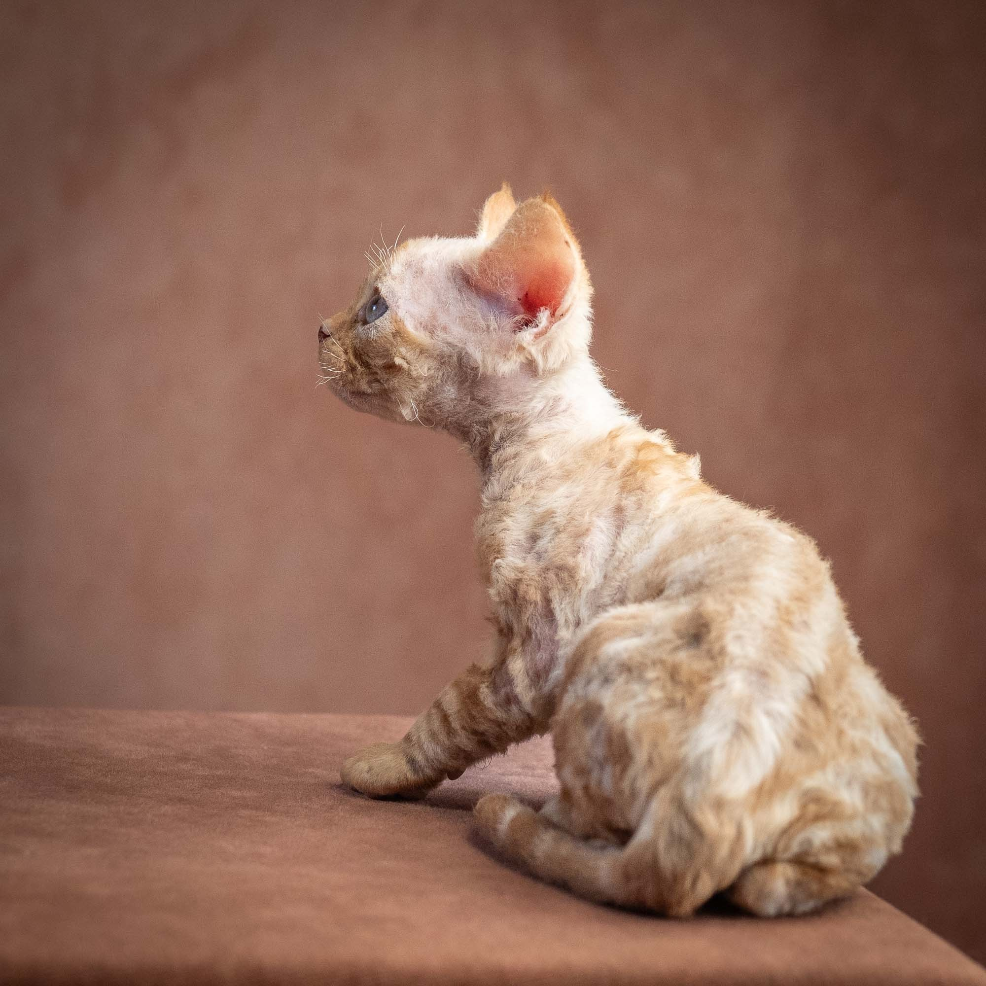 Xan, boy, born on 08.28.2026. Devon Rex Pixie Cattery
