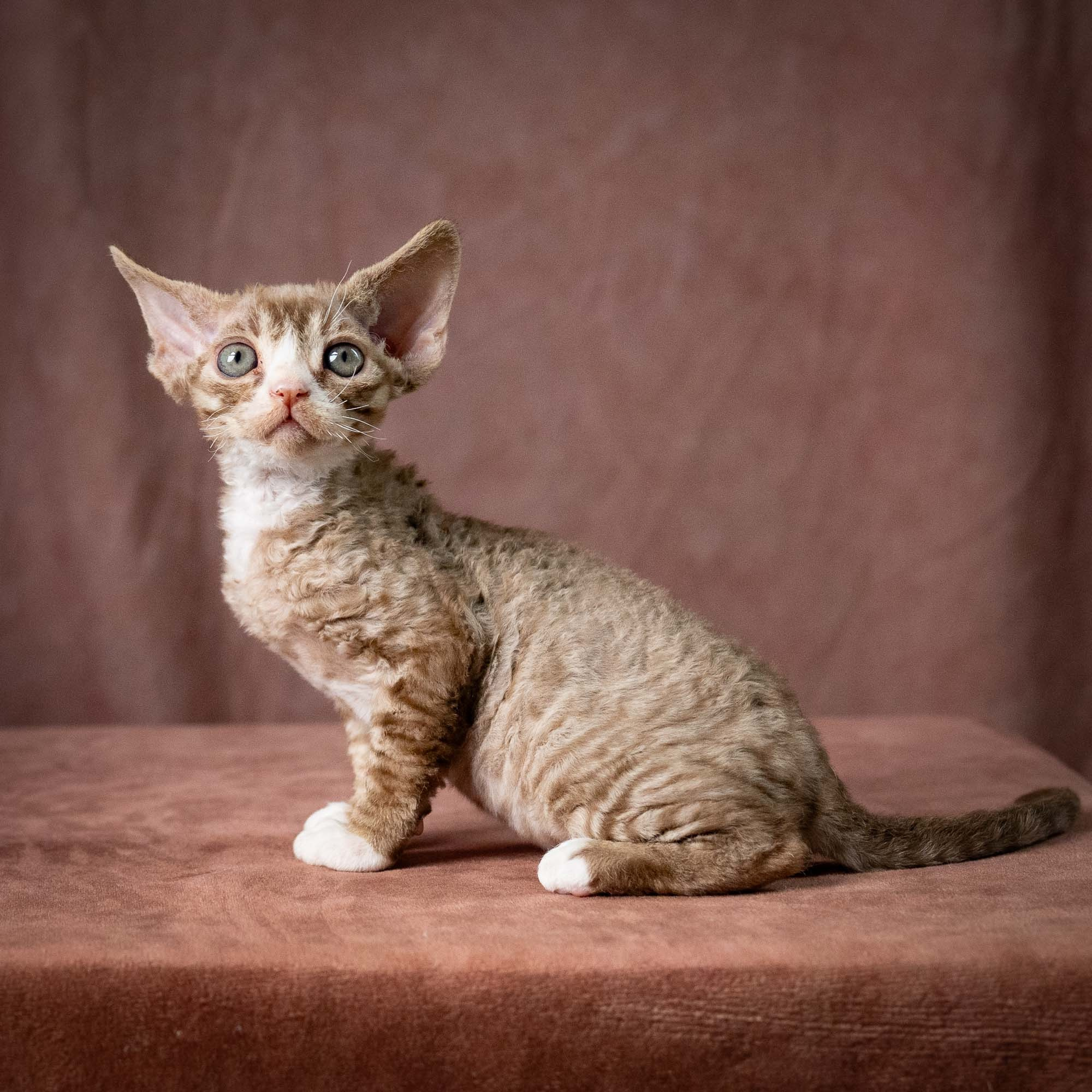 Ulysses, boy, born 07.19.2026. Devon Rex Pixie Cattery