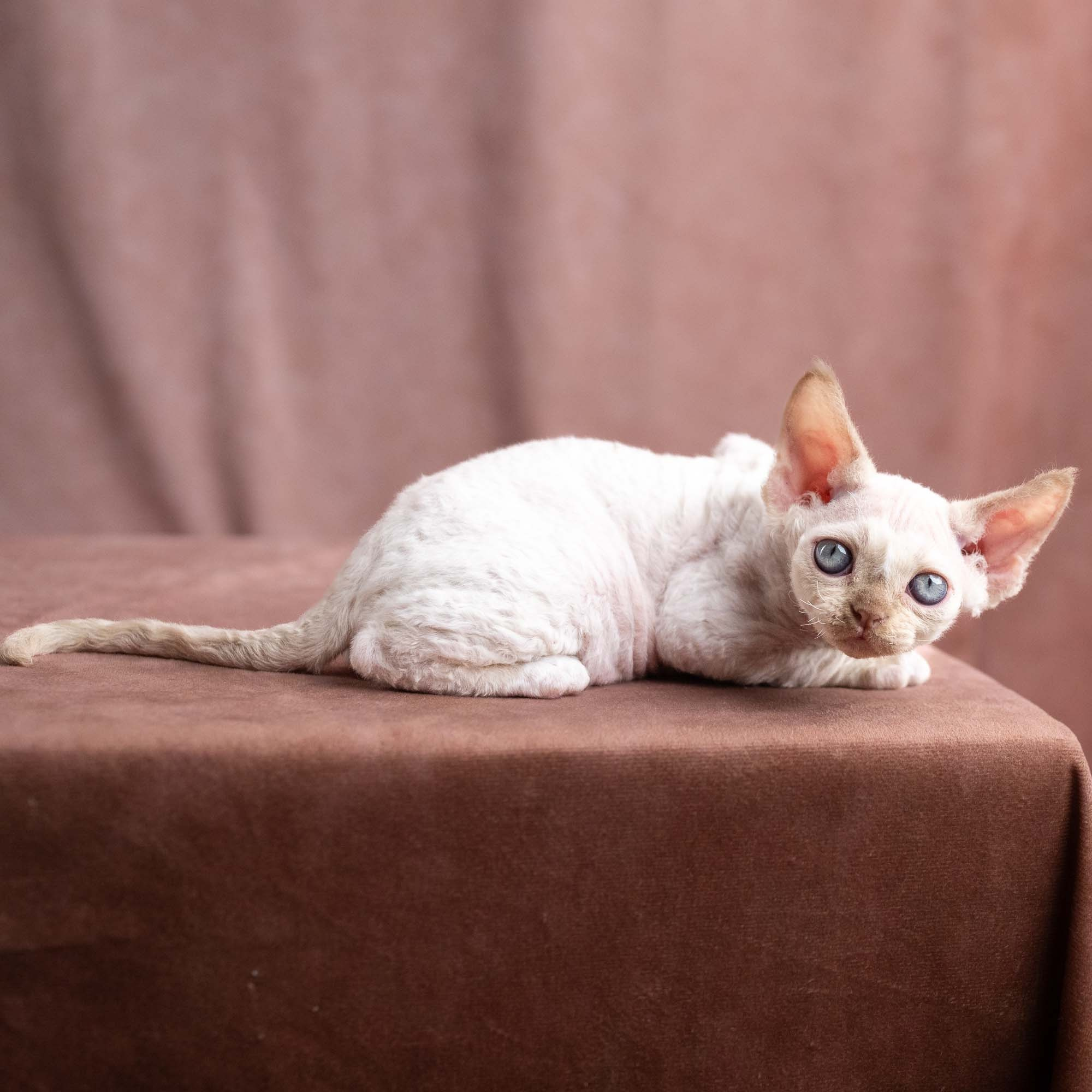 Vince, boy, born on 08.27.2026. Devon Rex Pixie Cattery