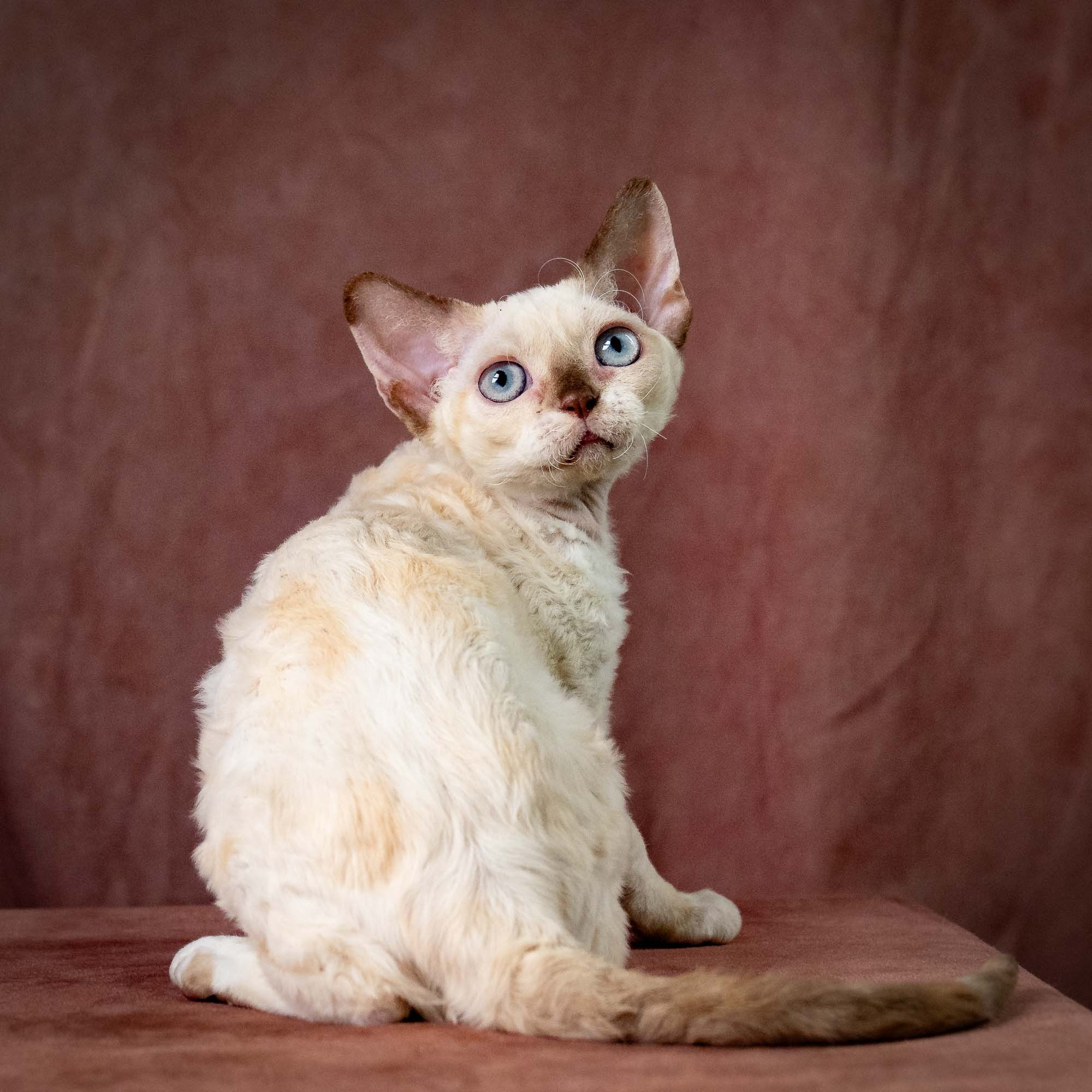 Rosalie,  girl, born 05.08.26. Devon Rex Pixie Cattery