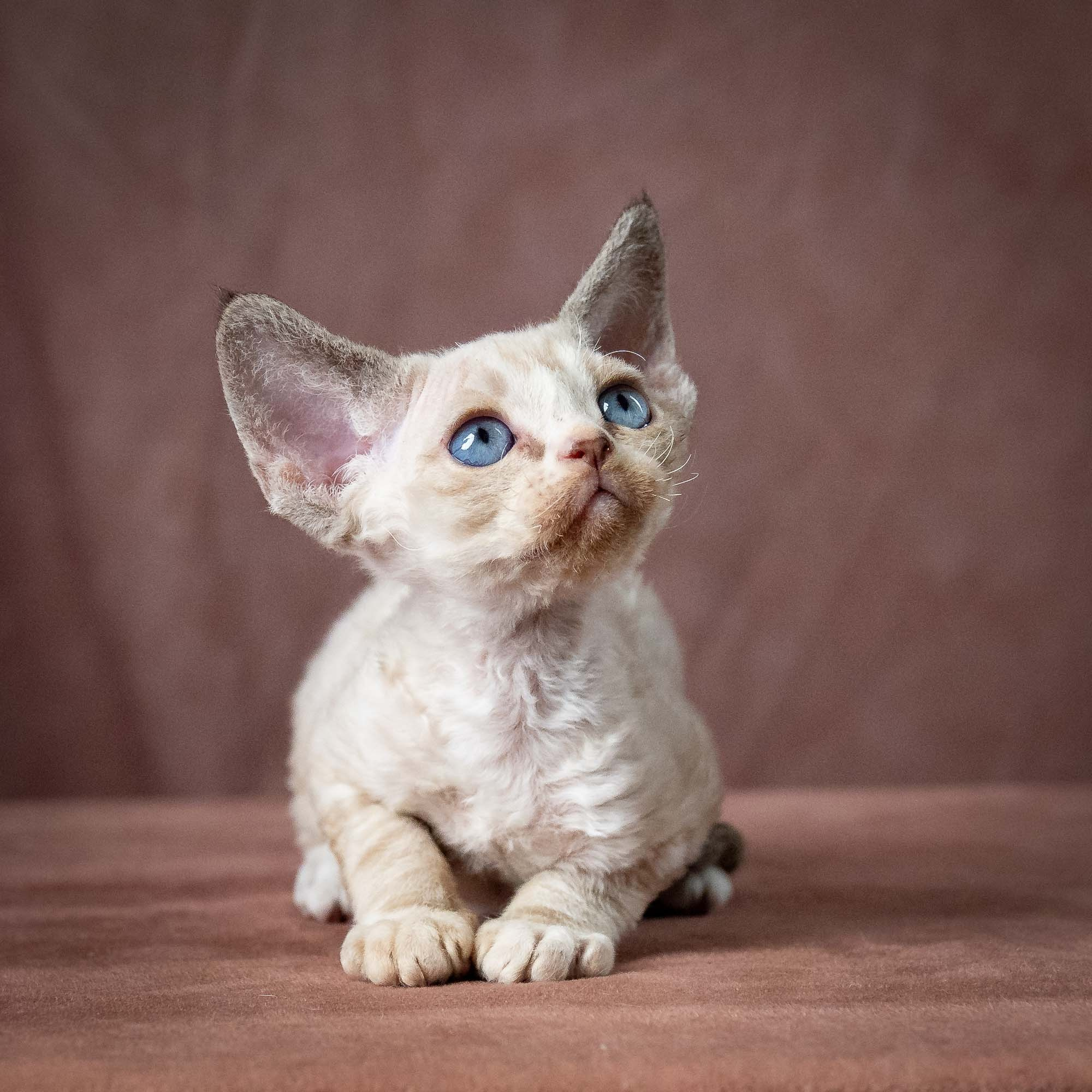 Toby, boy, born 07.15.2026. Devon Rex Pixie Cattery