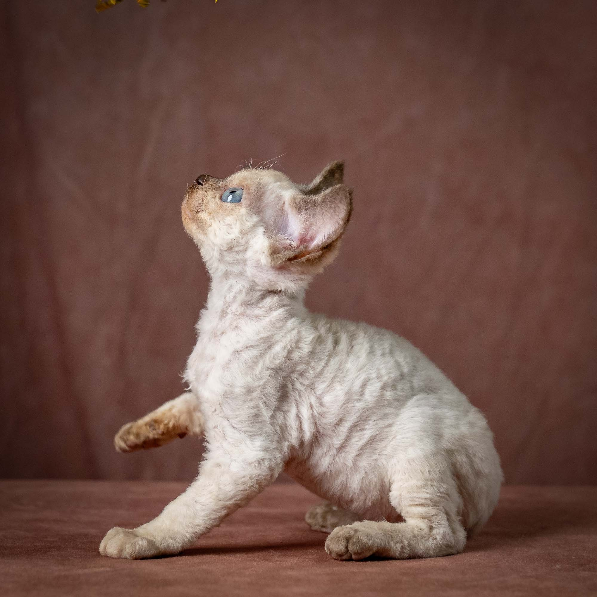 Tessa, girl, born 07.15.2026. Devon Rex Pixie Cattery
