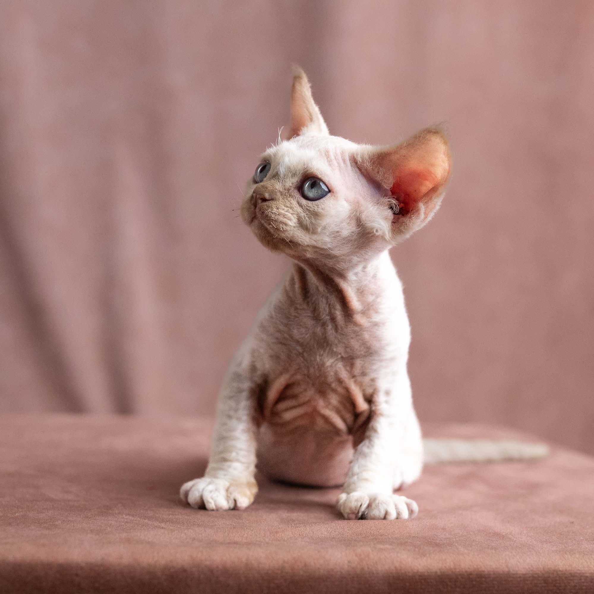 Vince, boy, born on 08.27.2026. Devon Rex Pixie Cattery