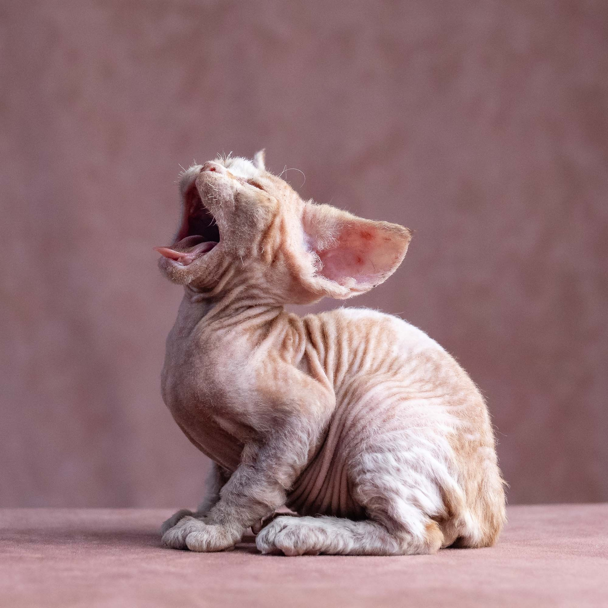 Xavi, boy, born on 08.28.2026. Devon Rex Pixie Cattery