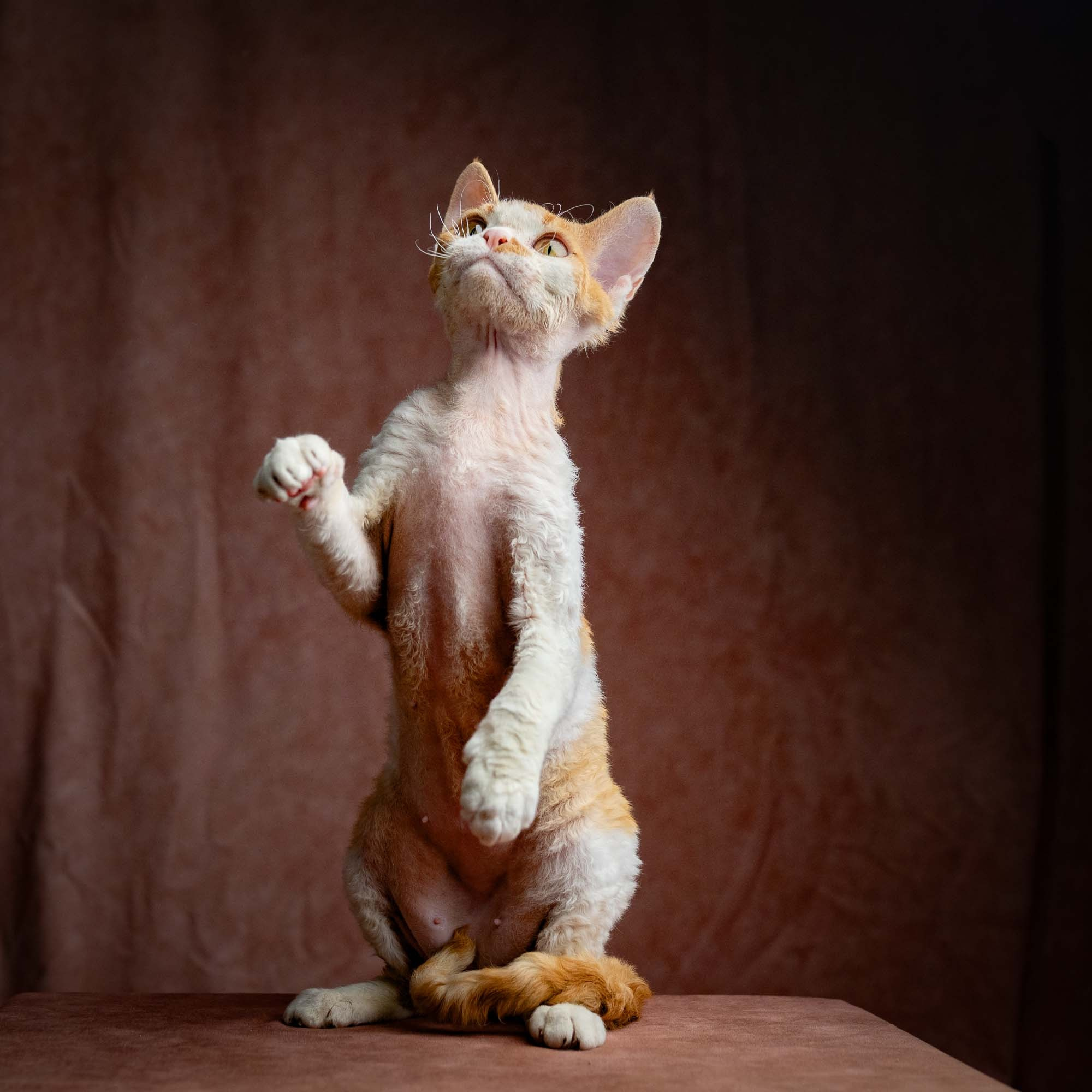 Nika. Devon Rex Pixie Cattery