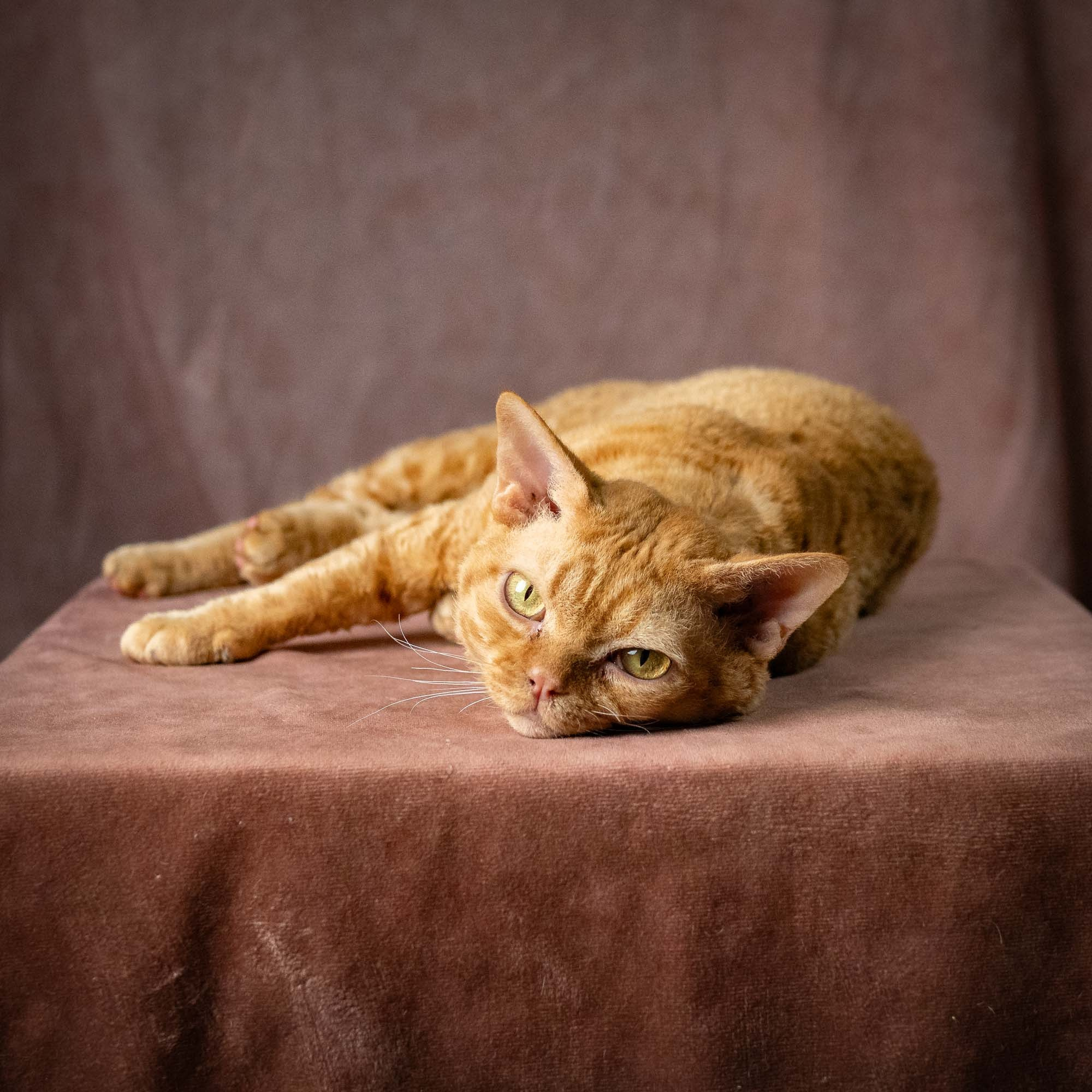 CH DreamCatcher Gregory. Devon Rex Pixie Cattery