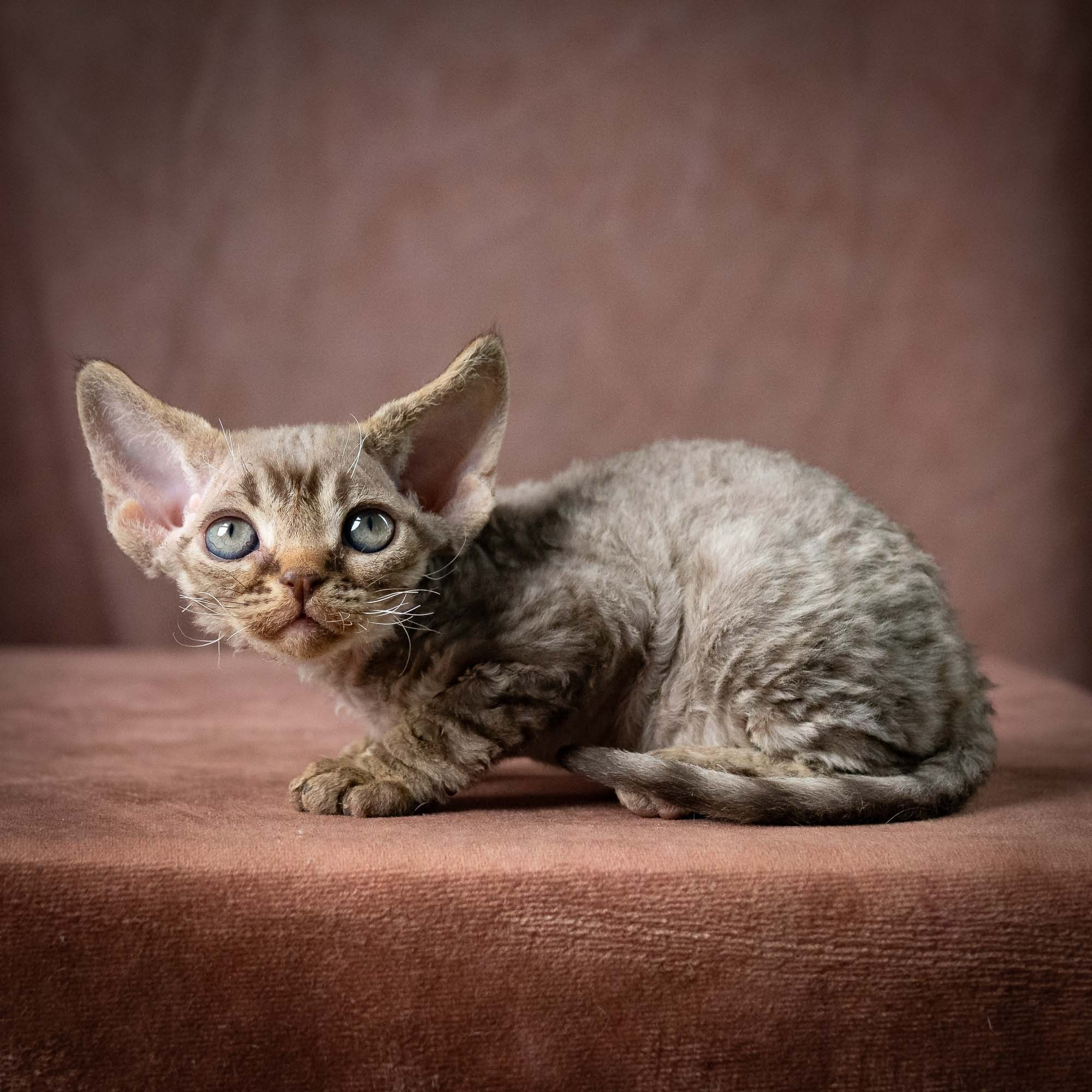 Uri, boy, born 07.19.2026. Devon Rex Pixie Cattery