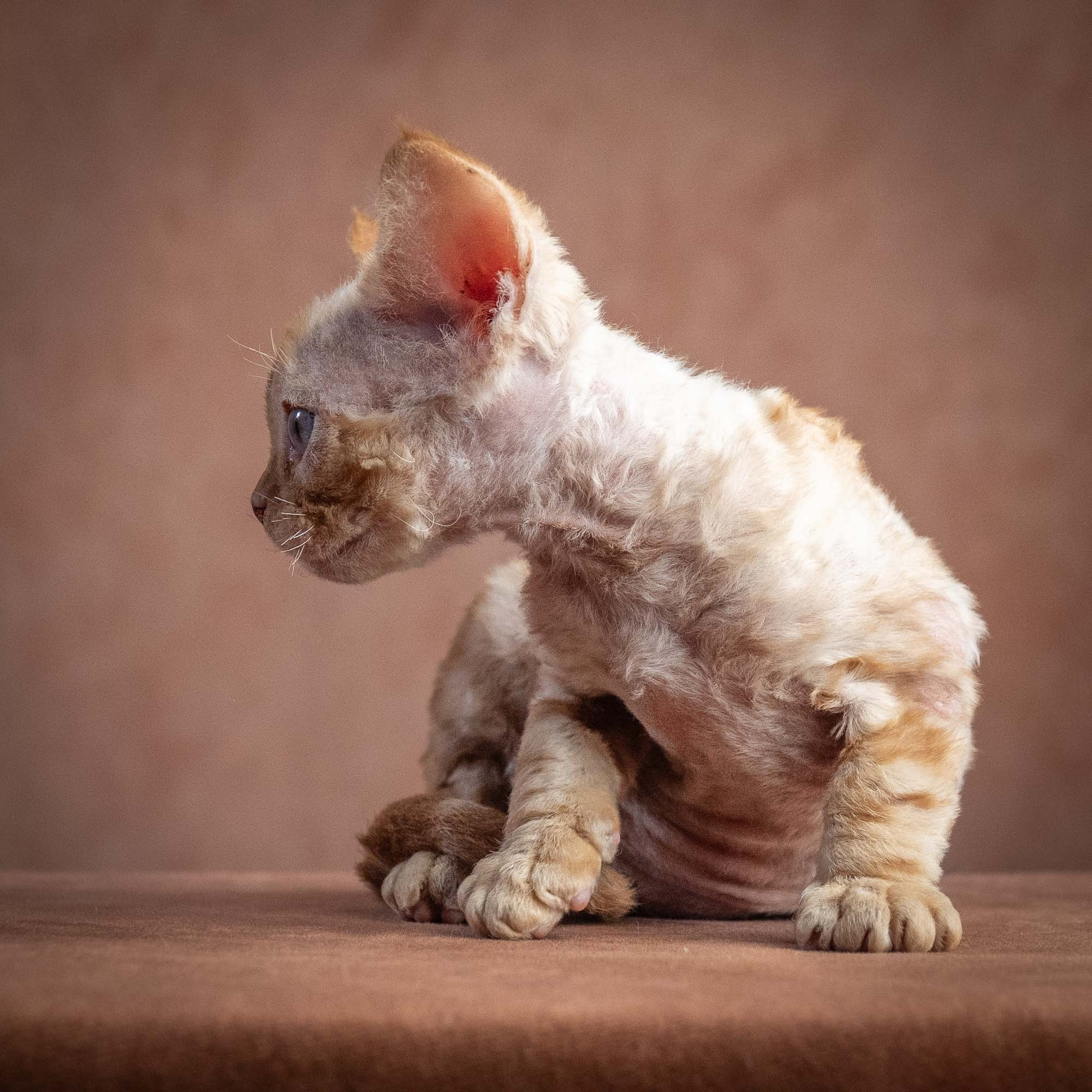 Xan, boy, born on 08.28.2026. Devon Rex Pixie Cattery