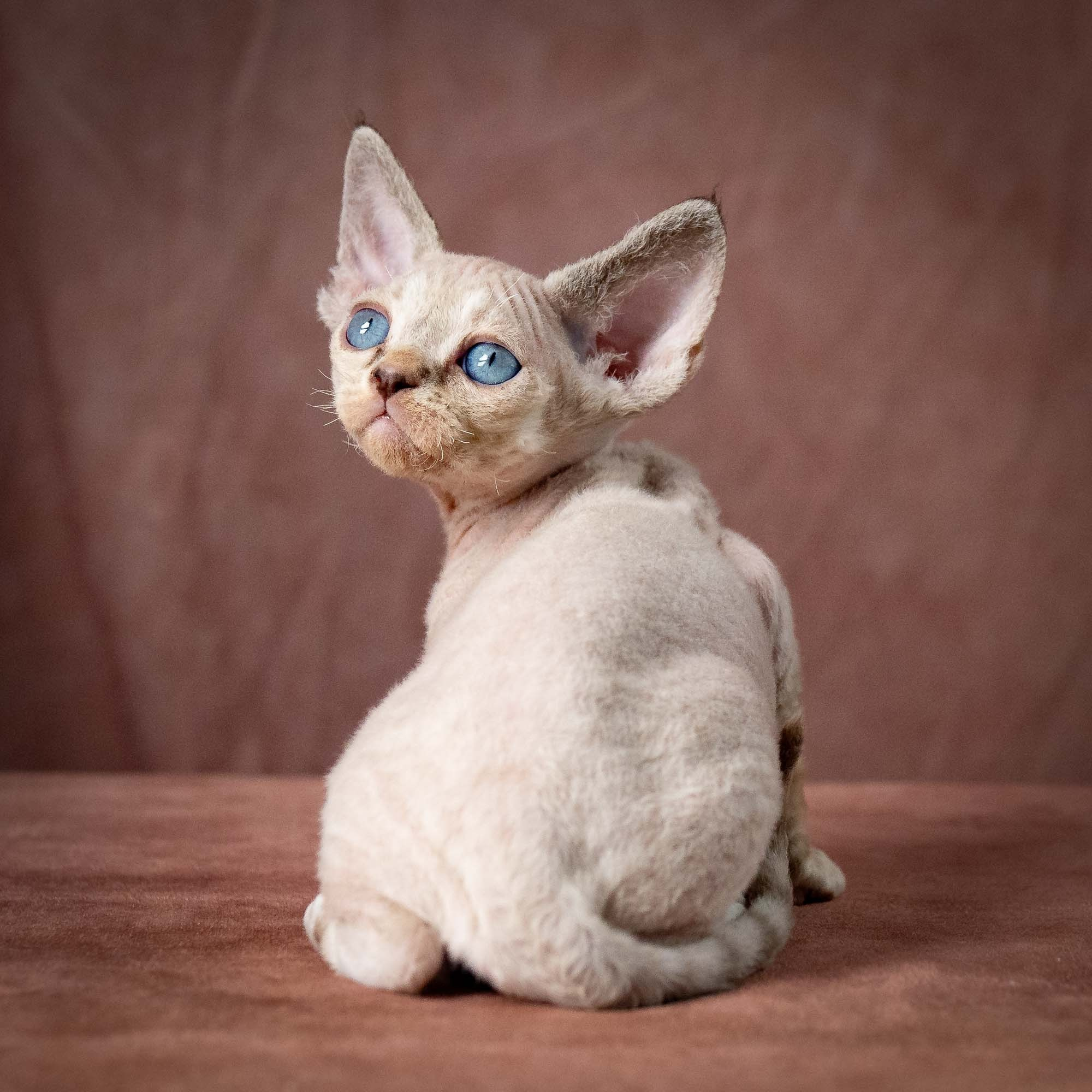 Tyson, boy, born 07.15.2026. Devon Rex Pixie Cattery