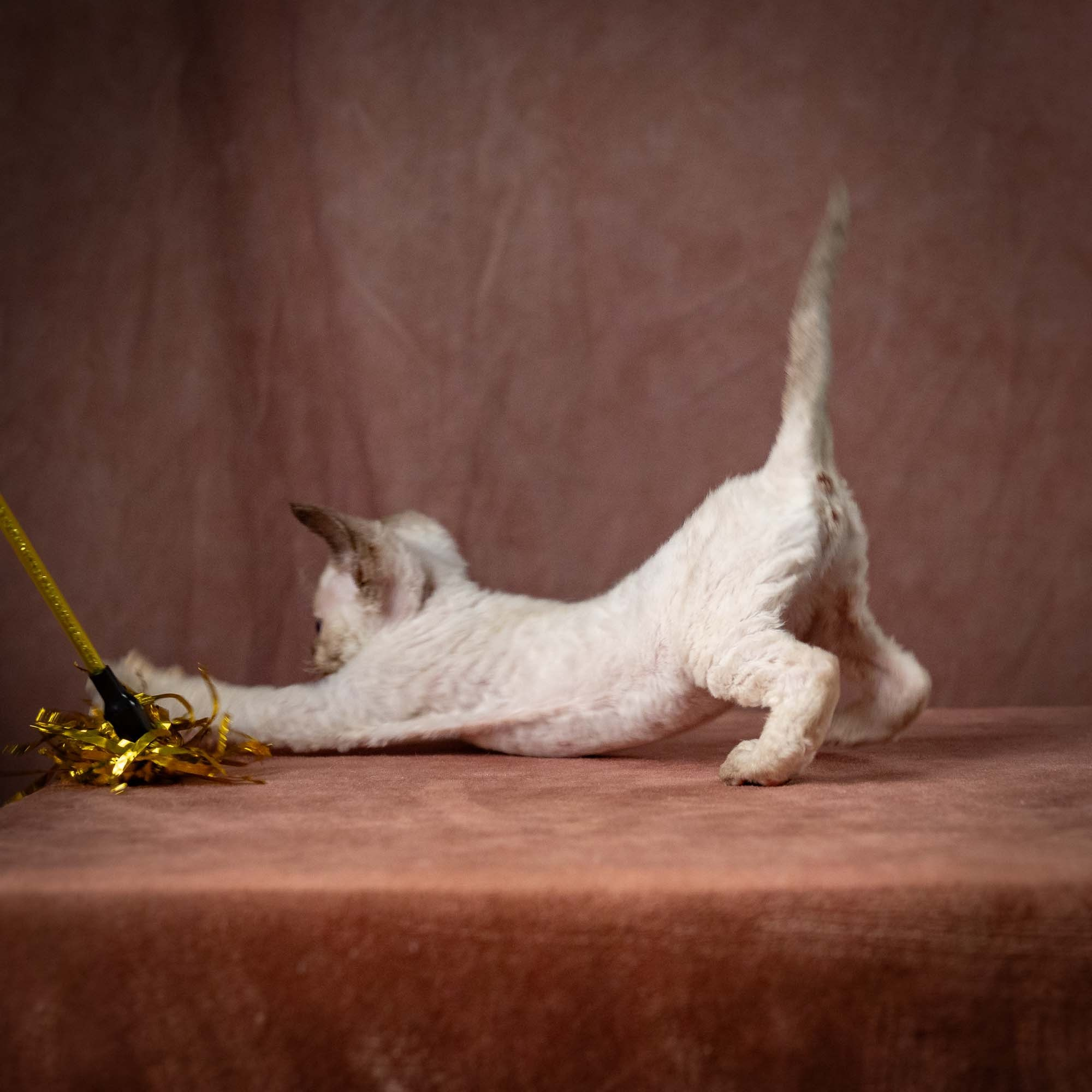 Tessa, girl, born 07.15.2026. Devon Rex Pixie Cattery