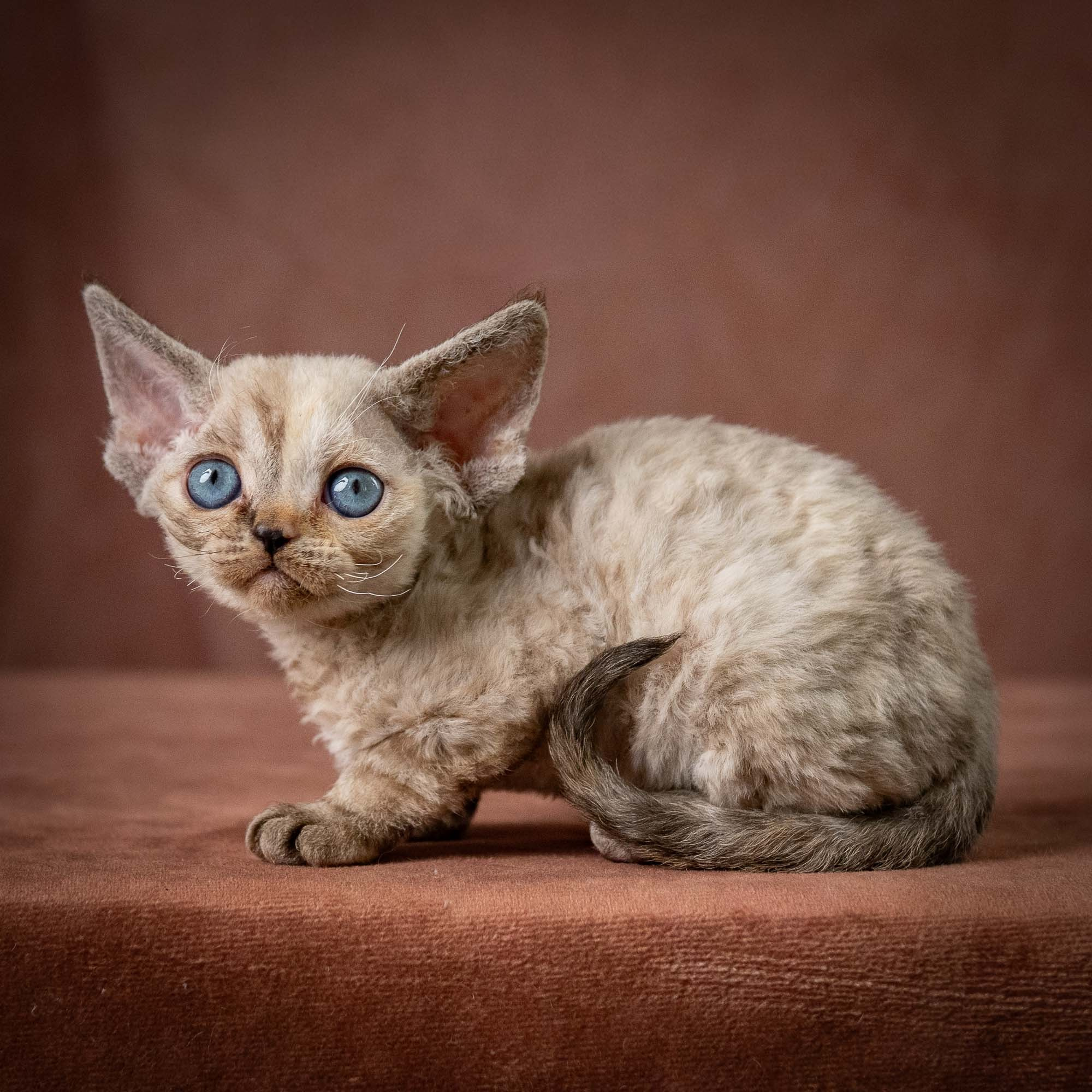 Tasha, girl, born 07.15.2026. Devon Rex Pixie Cattery
