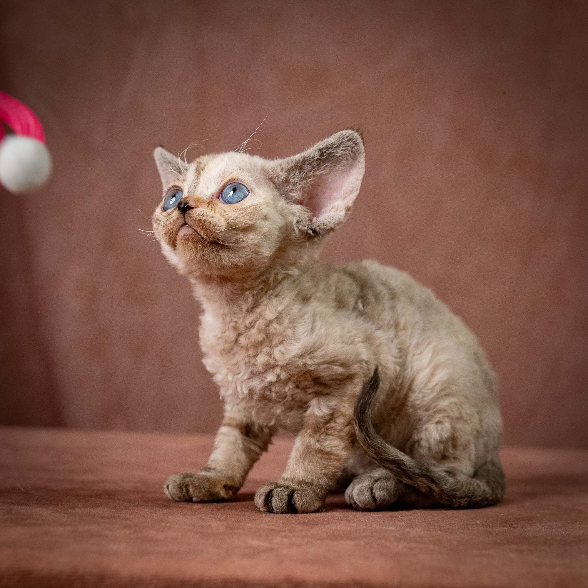 Tasha, girl, born 07.15.2026. Devon Rex Pixie Cattery