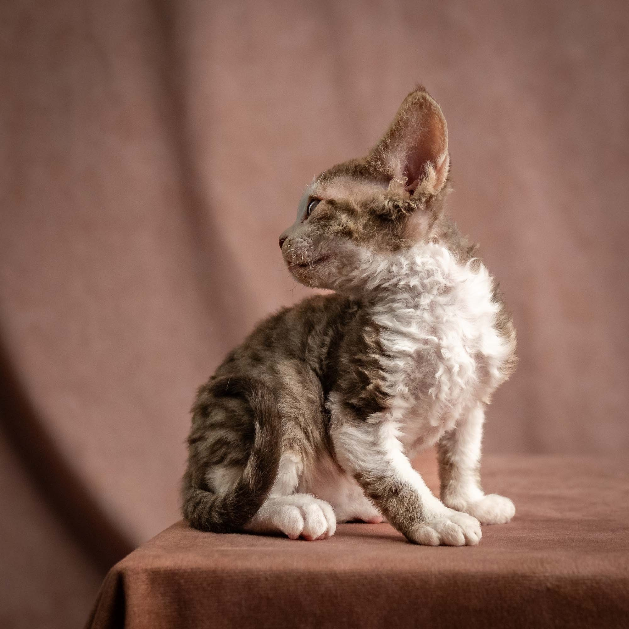 Watson, boy, born on 08.28.2026. Devon Rex Pixie Cattery