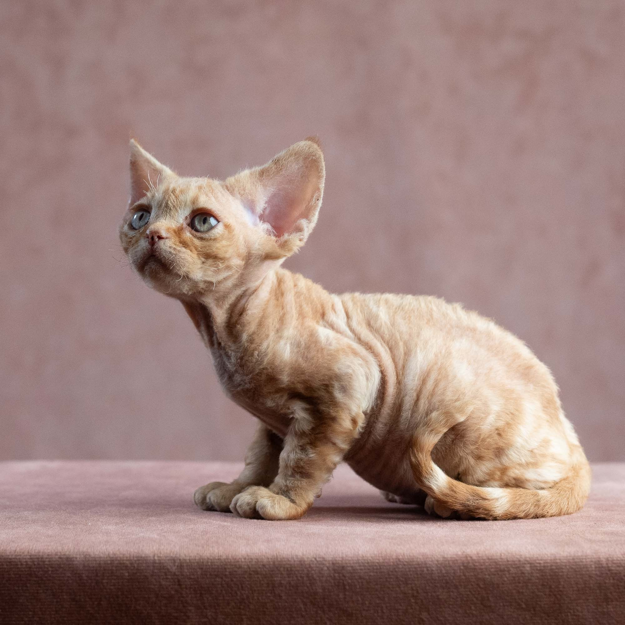 Xander, boy, born on 08.28.2026. Devon Rex Pixie Cattery