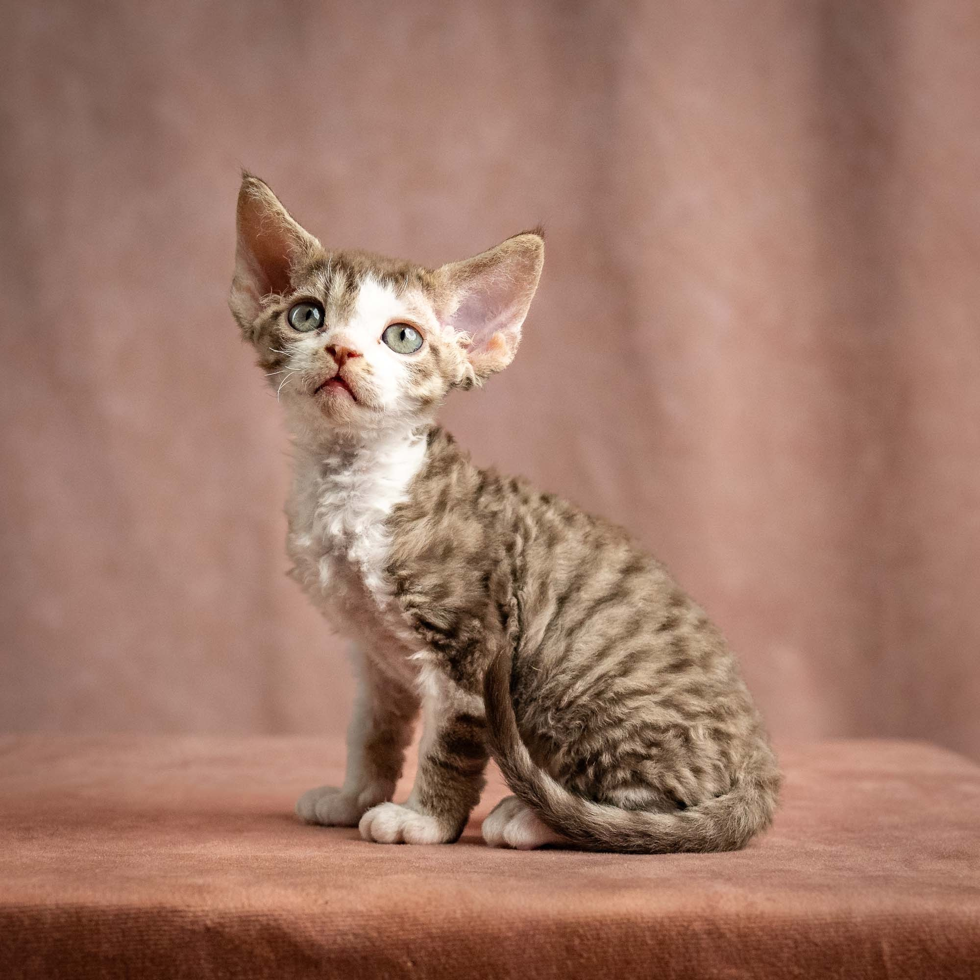 Watson, boy, born on 08.28.2026. Devon Rex Pixie Cattery