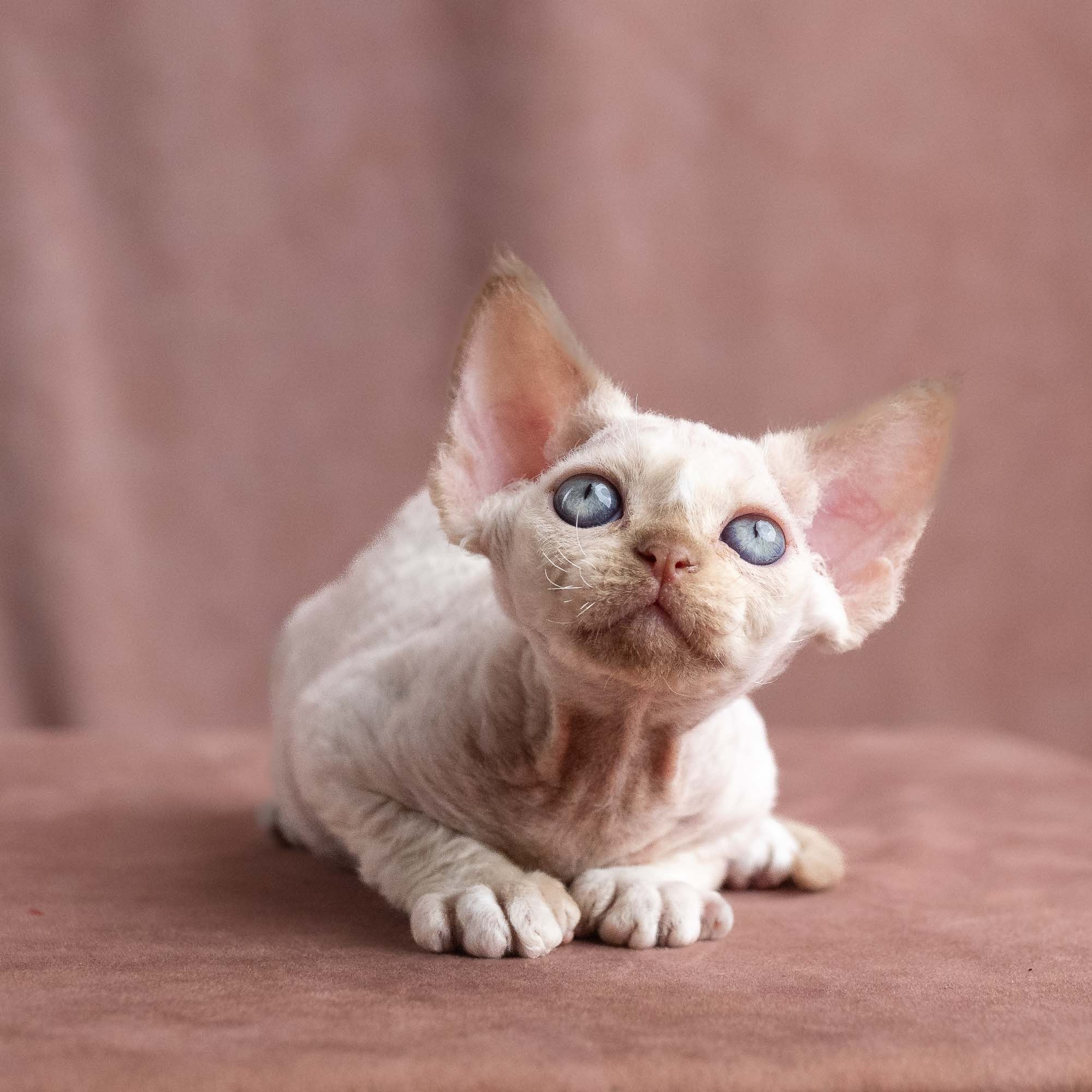 Vince, boy, born on 08.27.2026. Devon Rex Pixie Cattery