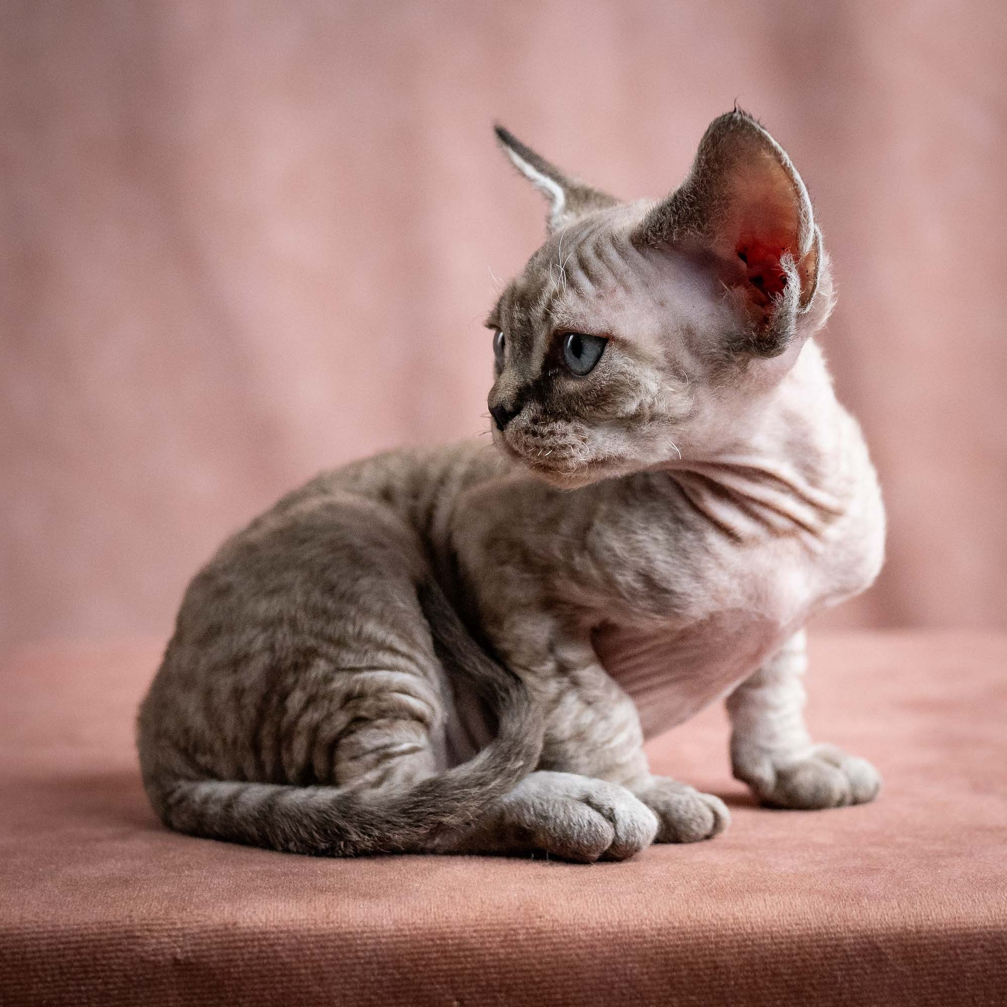 Viking, boy, born on 08.27.2026. Devon Rex Pixie Cattery