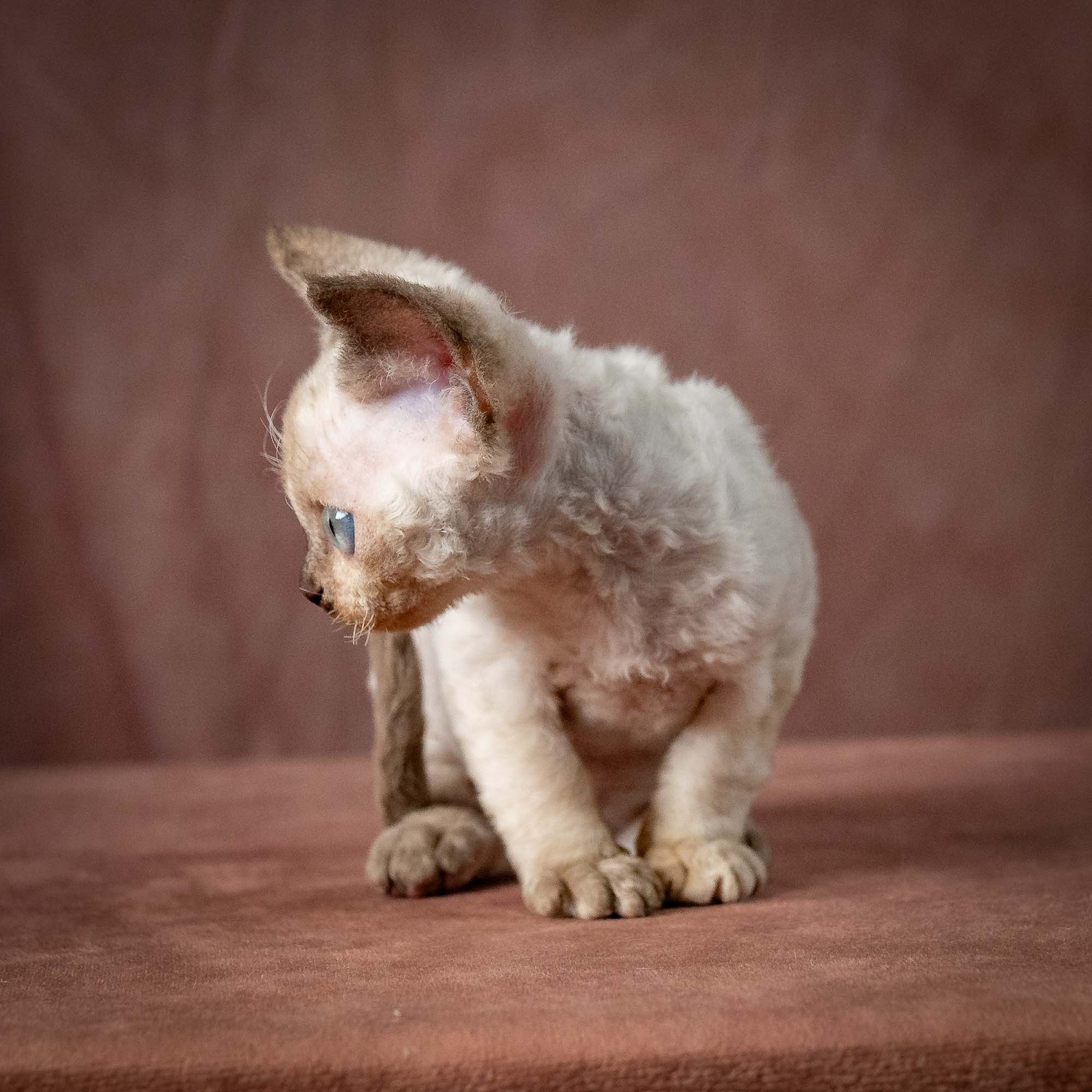Tessa, girl, born 07.15.2026. Devon Rex Pixie Cattery