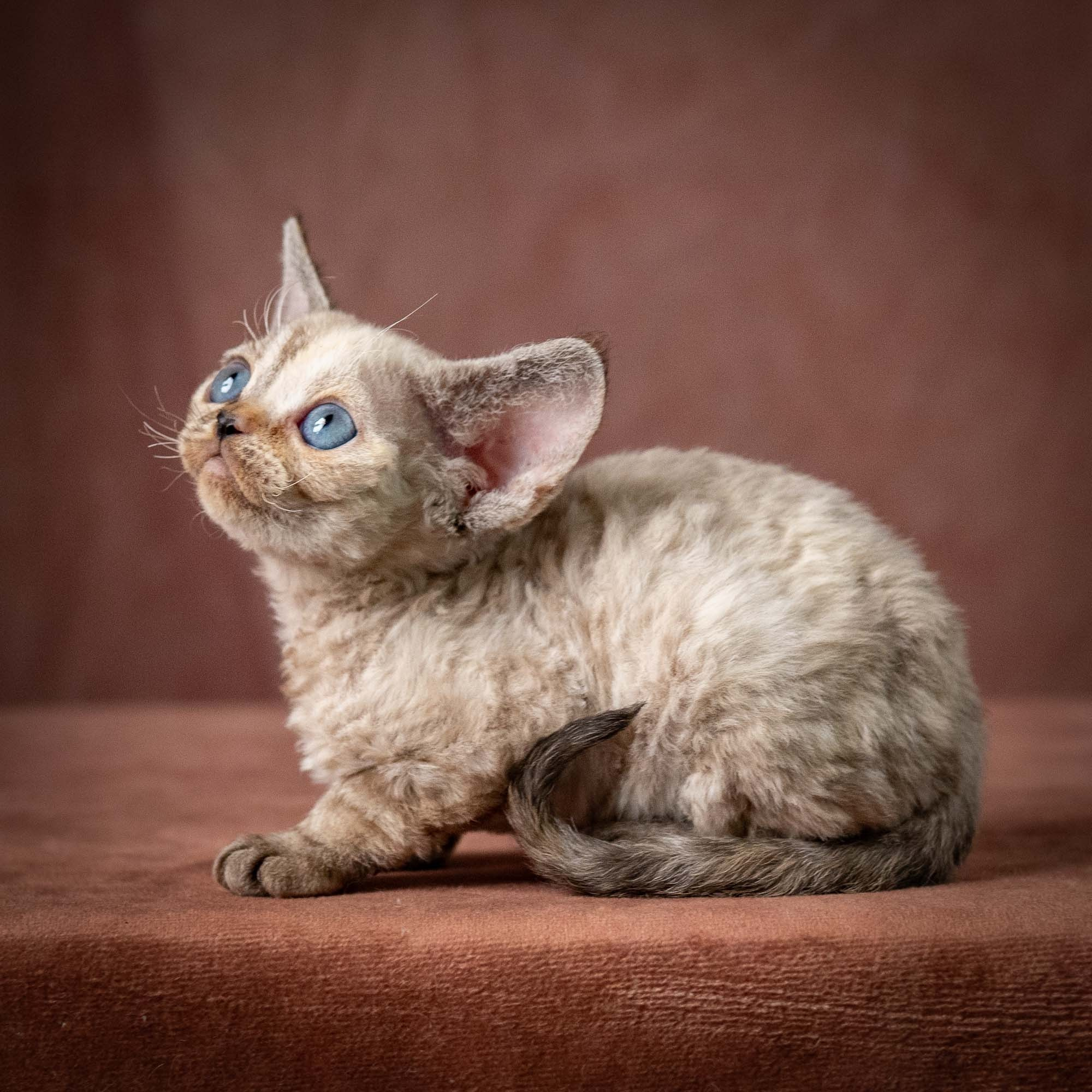Tasha, girl, born 07.15.2026. Devon Rex Pixie Cattery