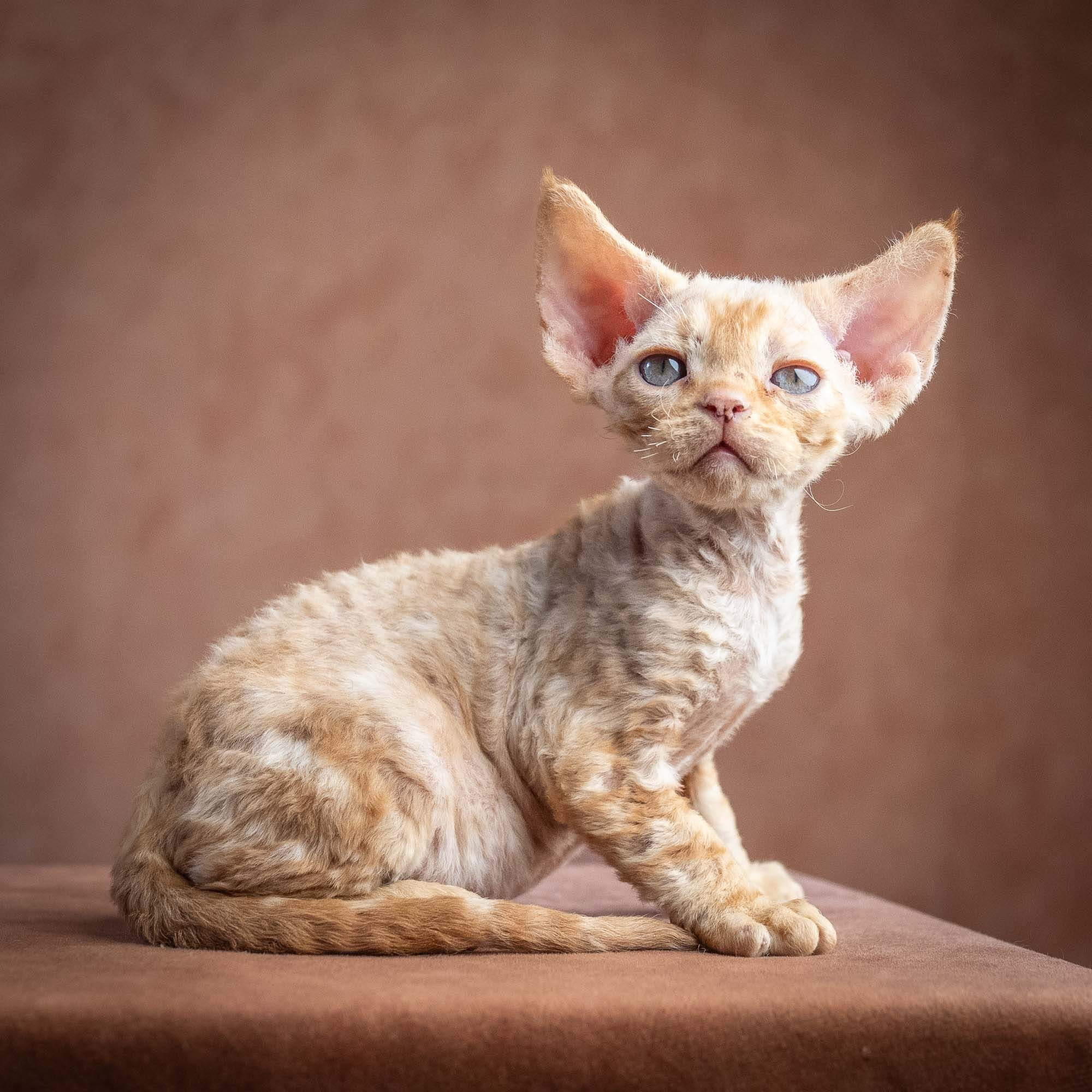 Xan, boy, born on 08.28.2026. Devon Rex Pixie Cattery
