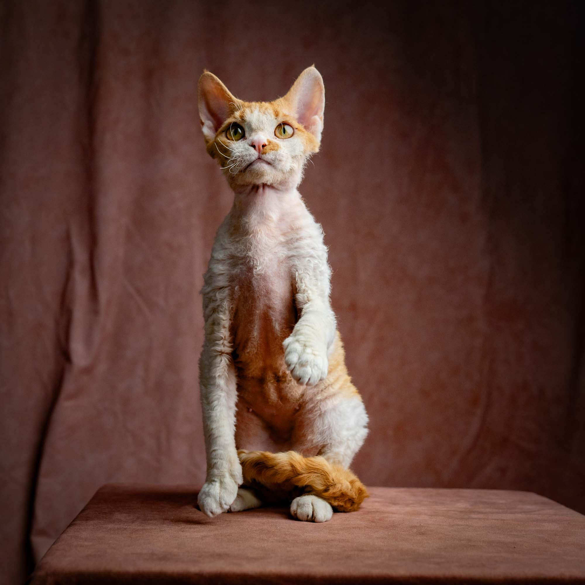 Nika. Devon Rex Pixie Cattery