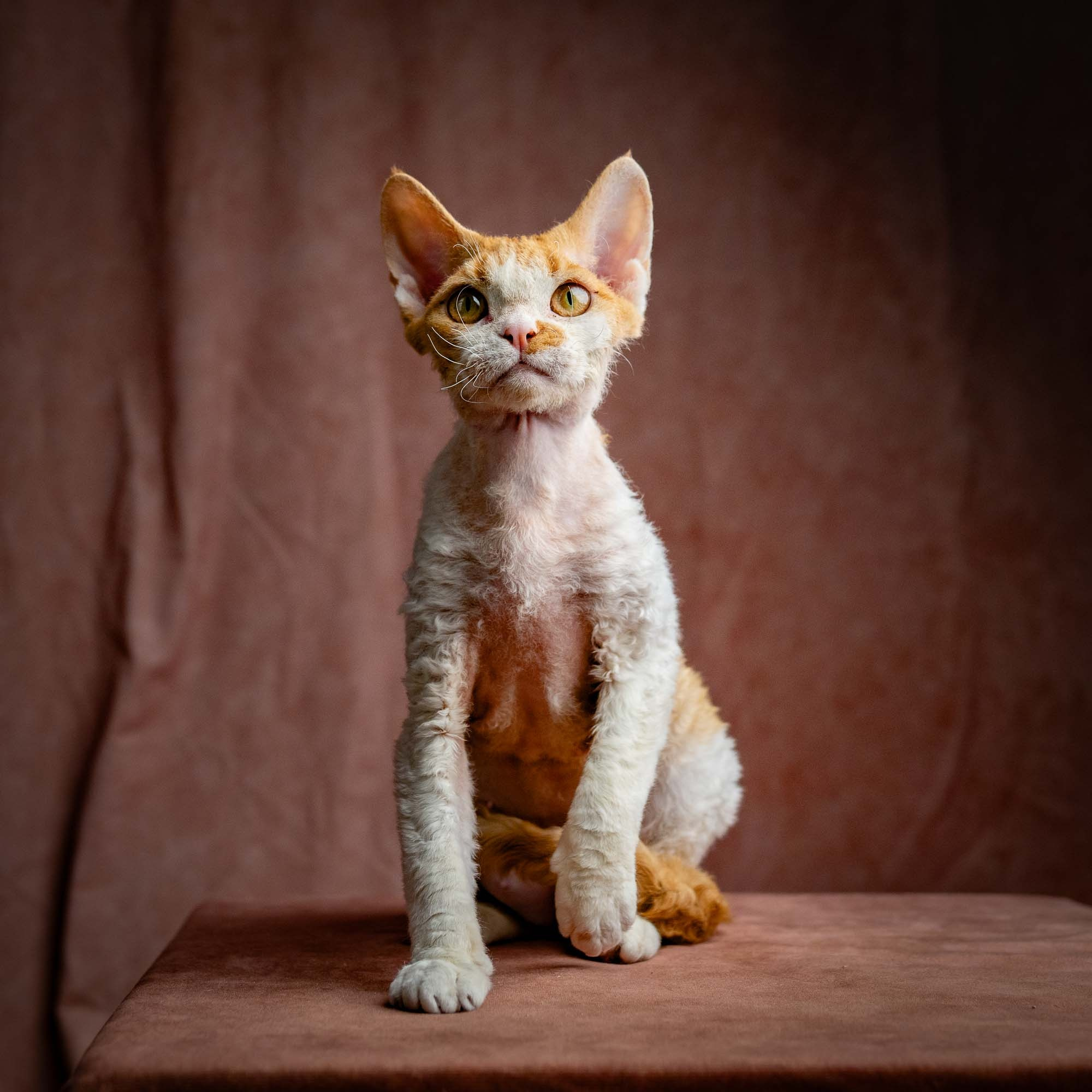 Nika. Devon Rex Pixie Cattery