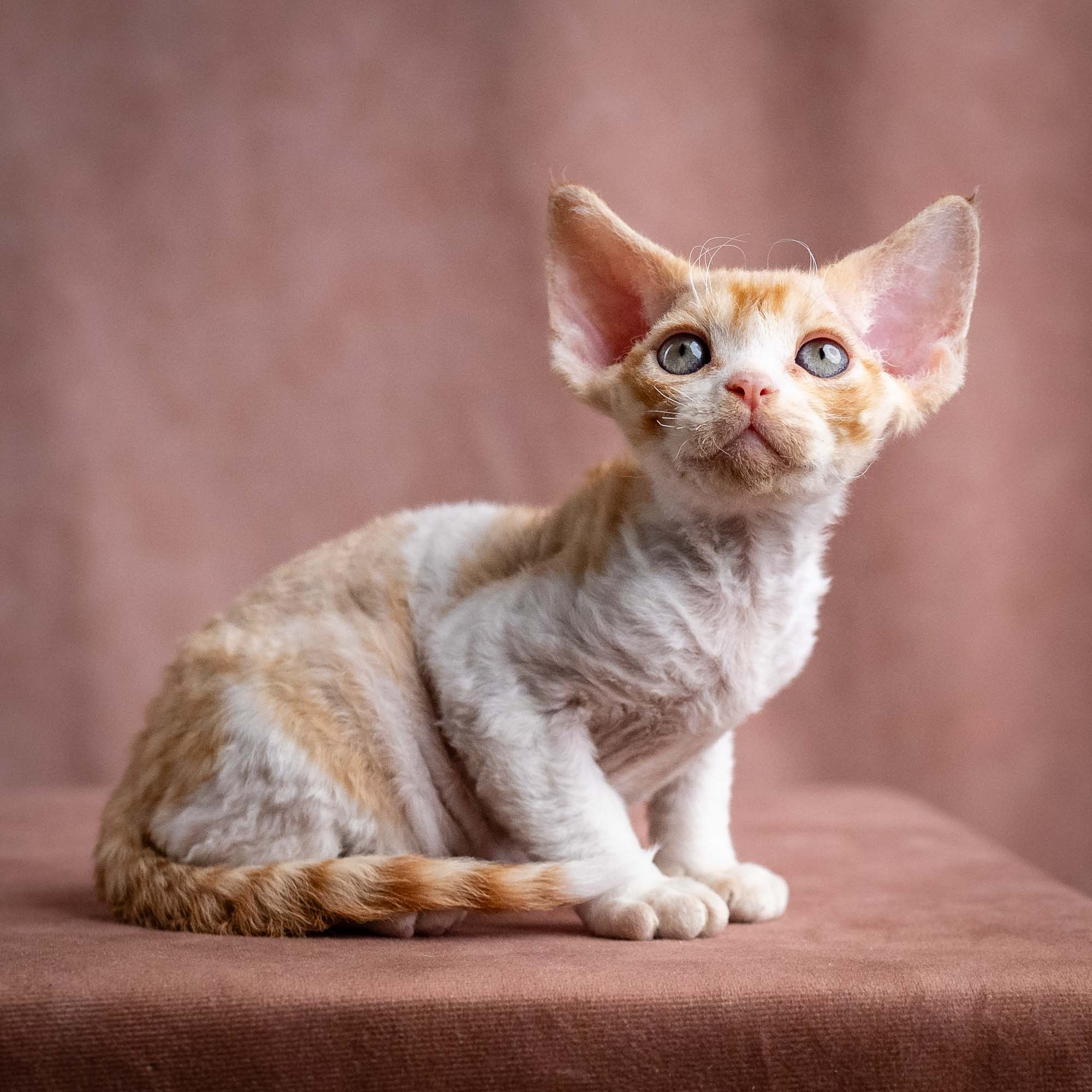 Wally, boy, born on 08.28.2026. Devon Rex Pixie Cattery