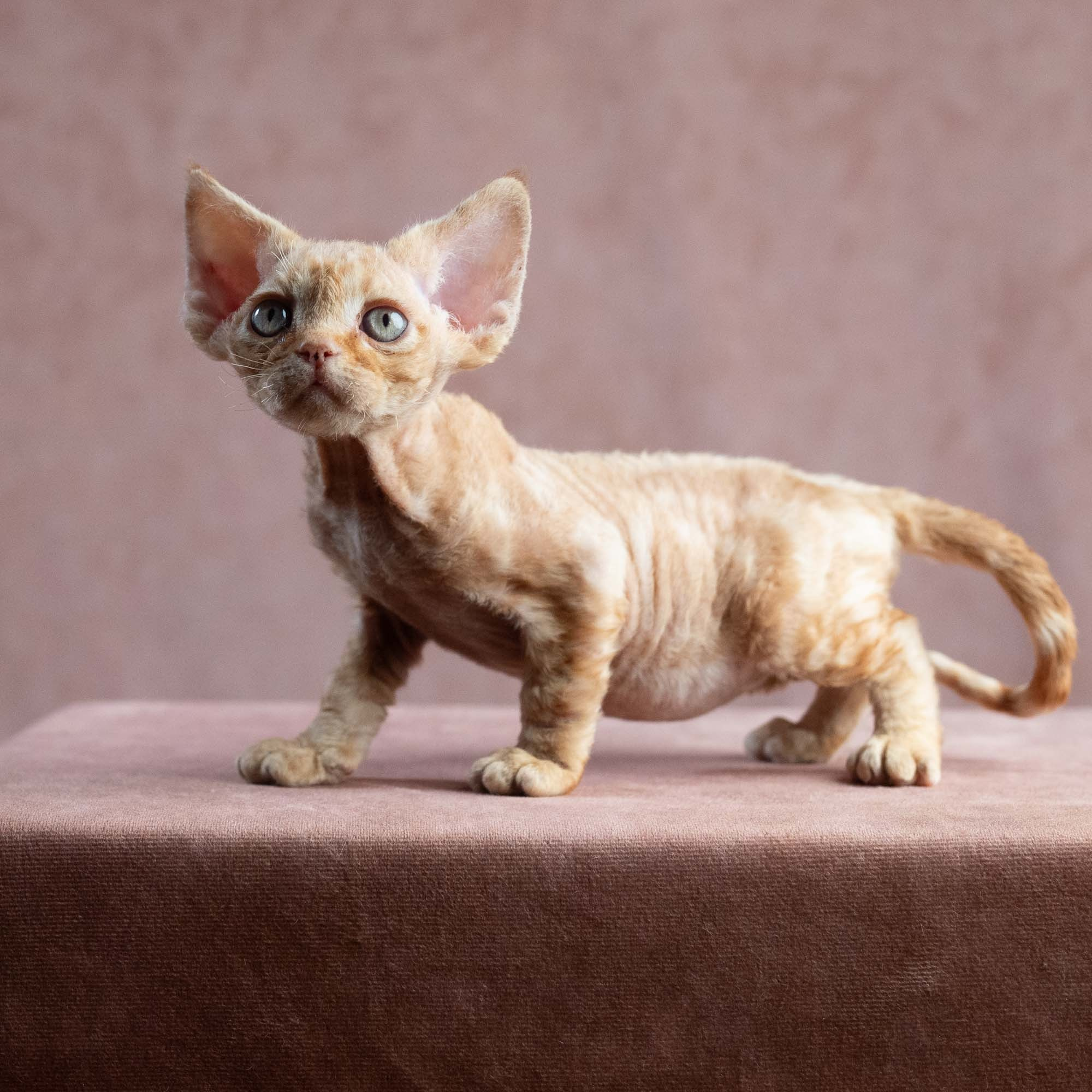 Xander, boy, born on 08.28.2026. Devon Rex Pixie Cattery