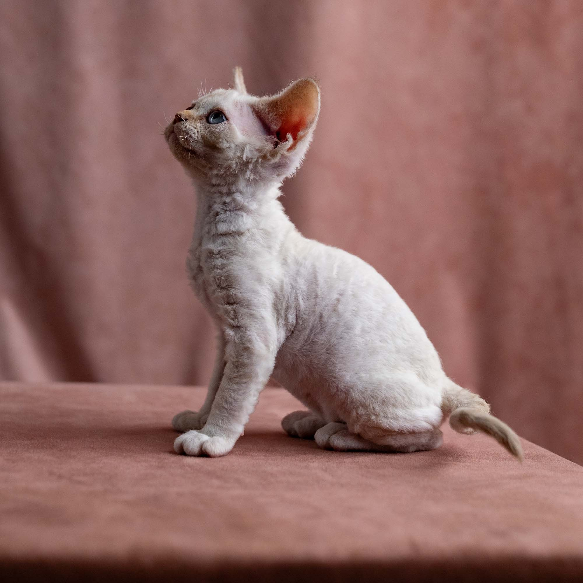 Vivi, girl, born on 08.27.2026. Devon Rex Pixie Cattery