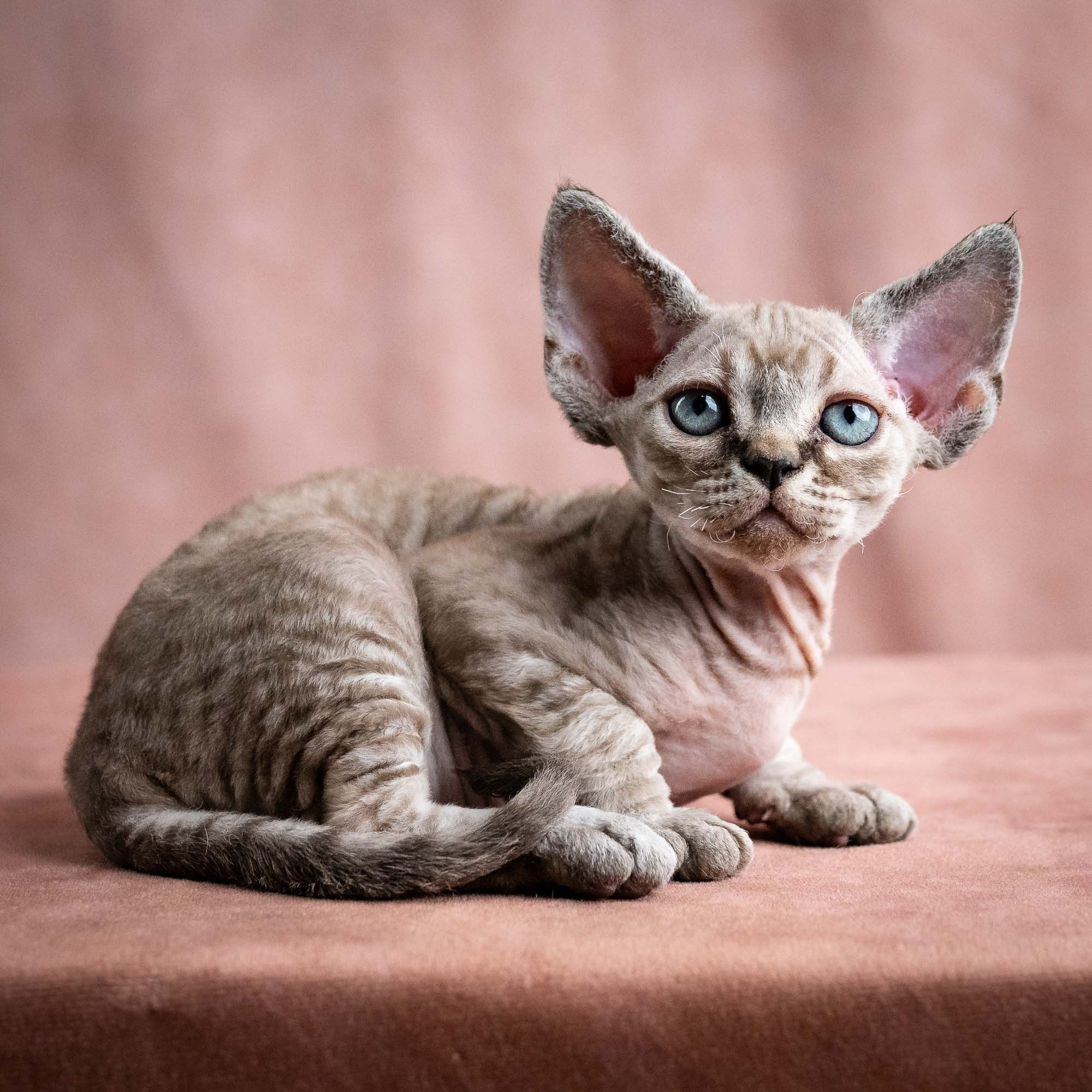 Viking, boy, born on 08.27.2026. Devon Rex Pixie Cattery