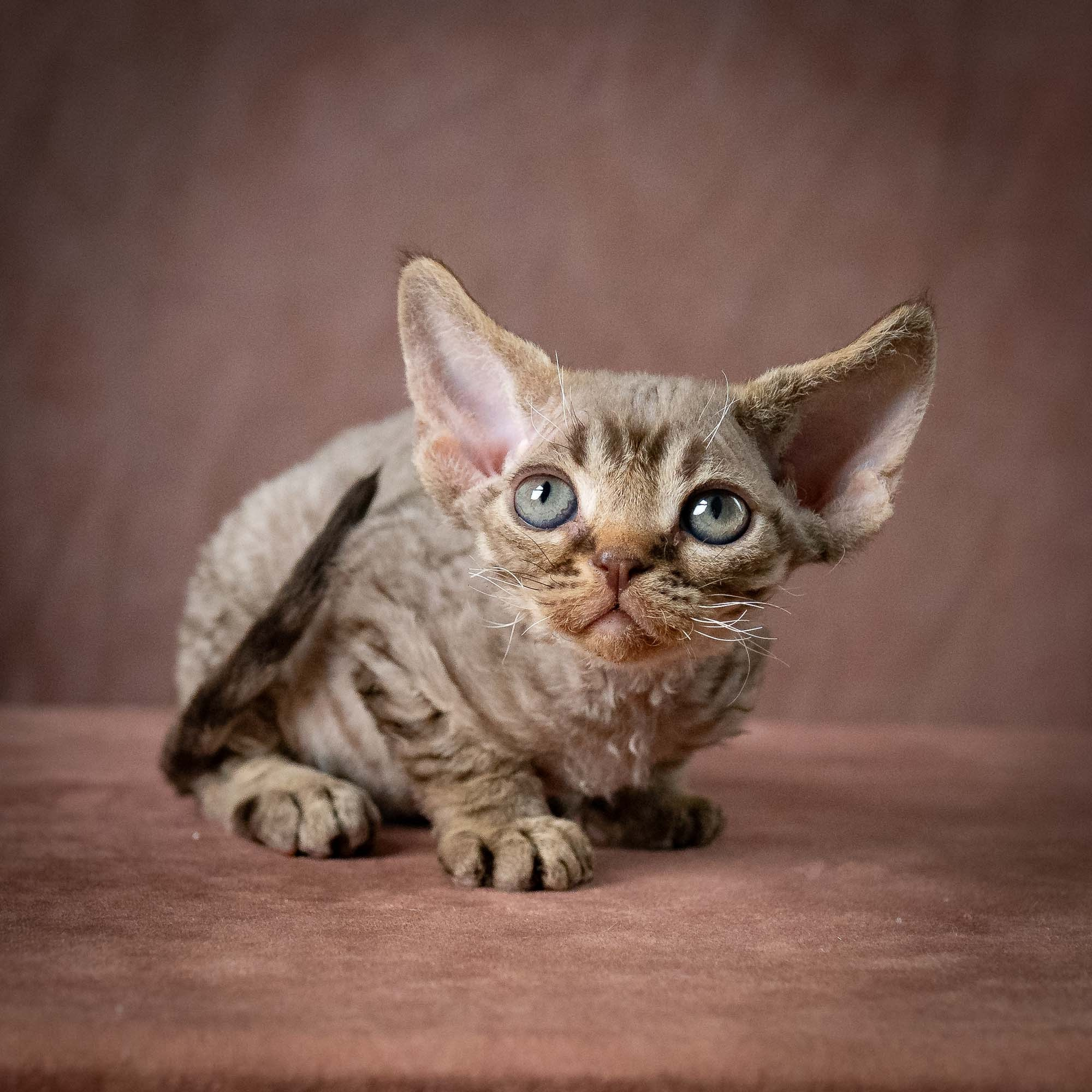 Uri, boy, born 07.19.2026. Devon Rex Pixie Cattery