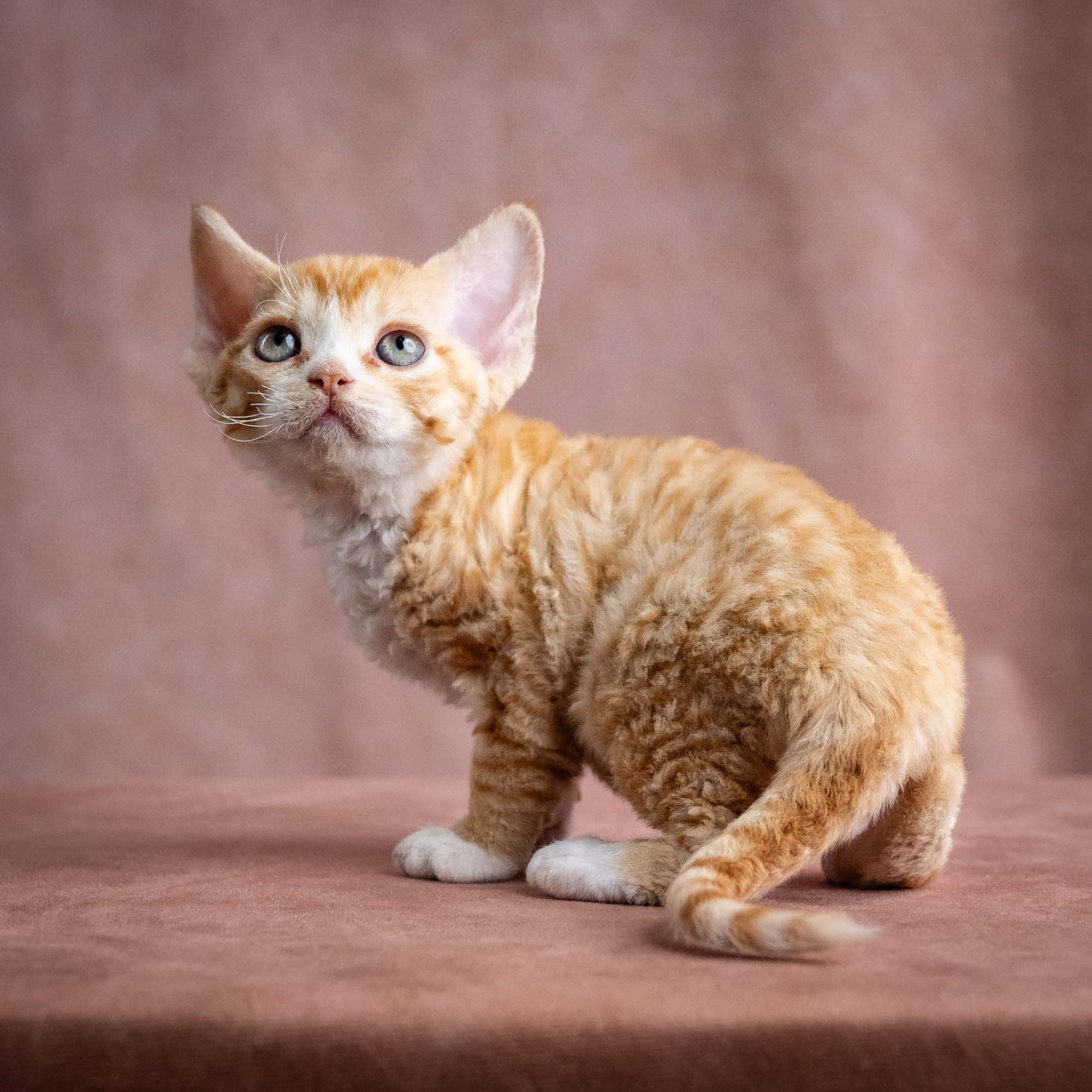 Winnie, girl, born on 08.28.2026. Devon Rex Pixie Cattery