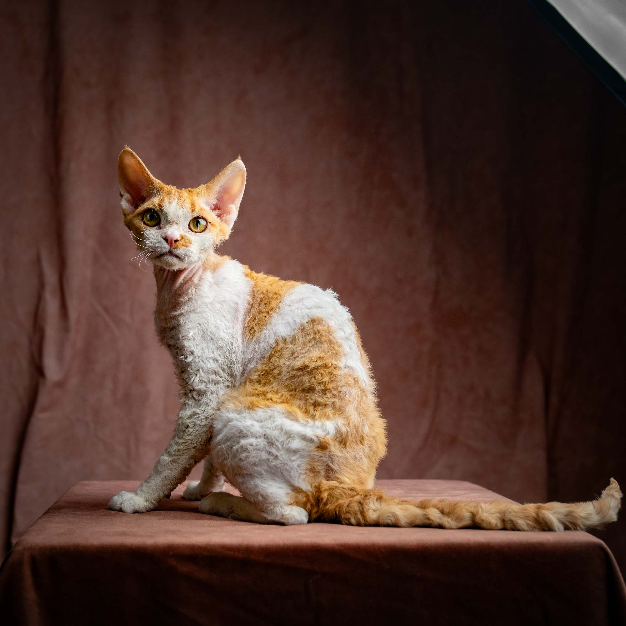 Nika. Devon Rex Pixie Cattery