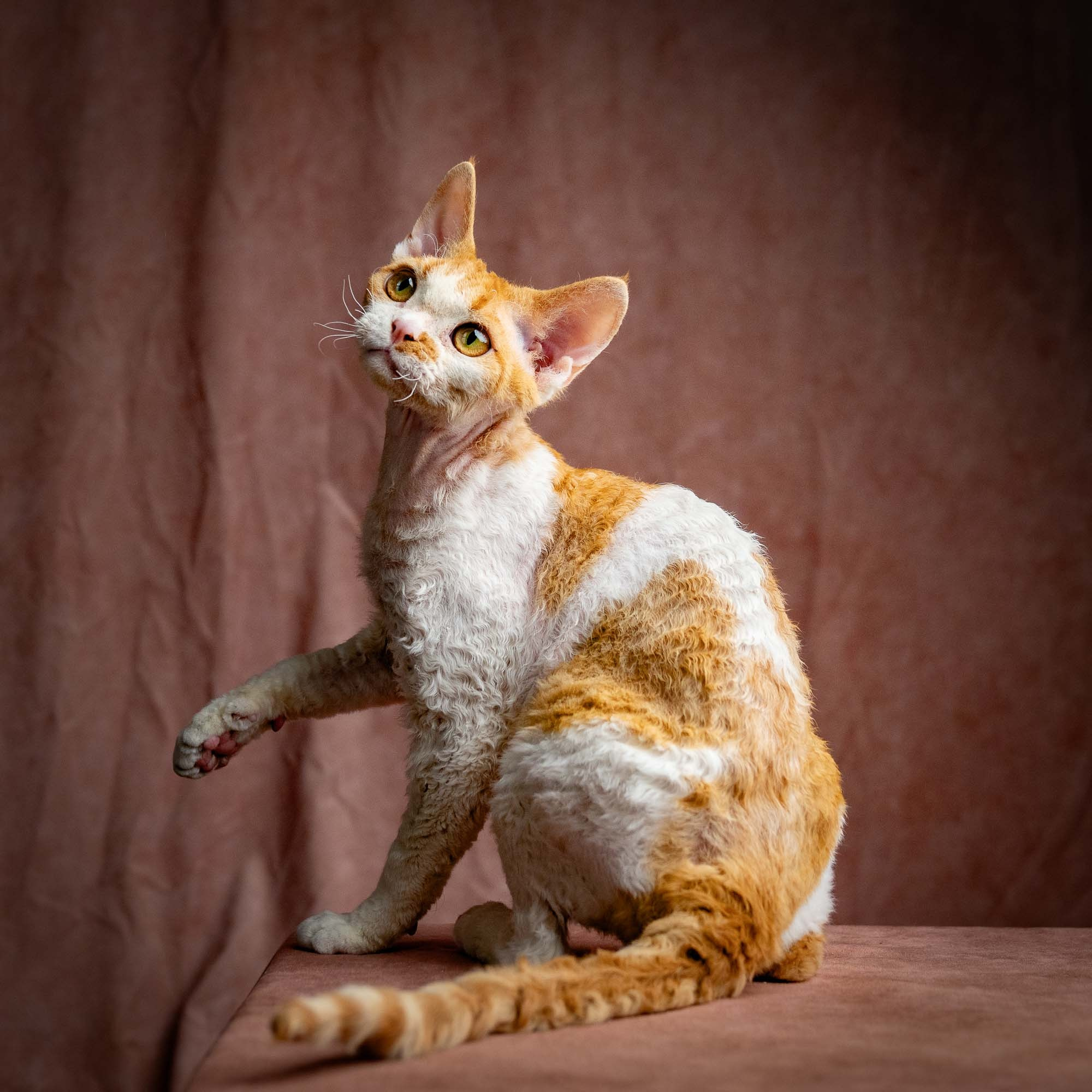 Nika. Devon Rex Pixie Cattery