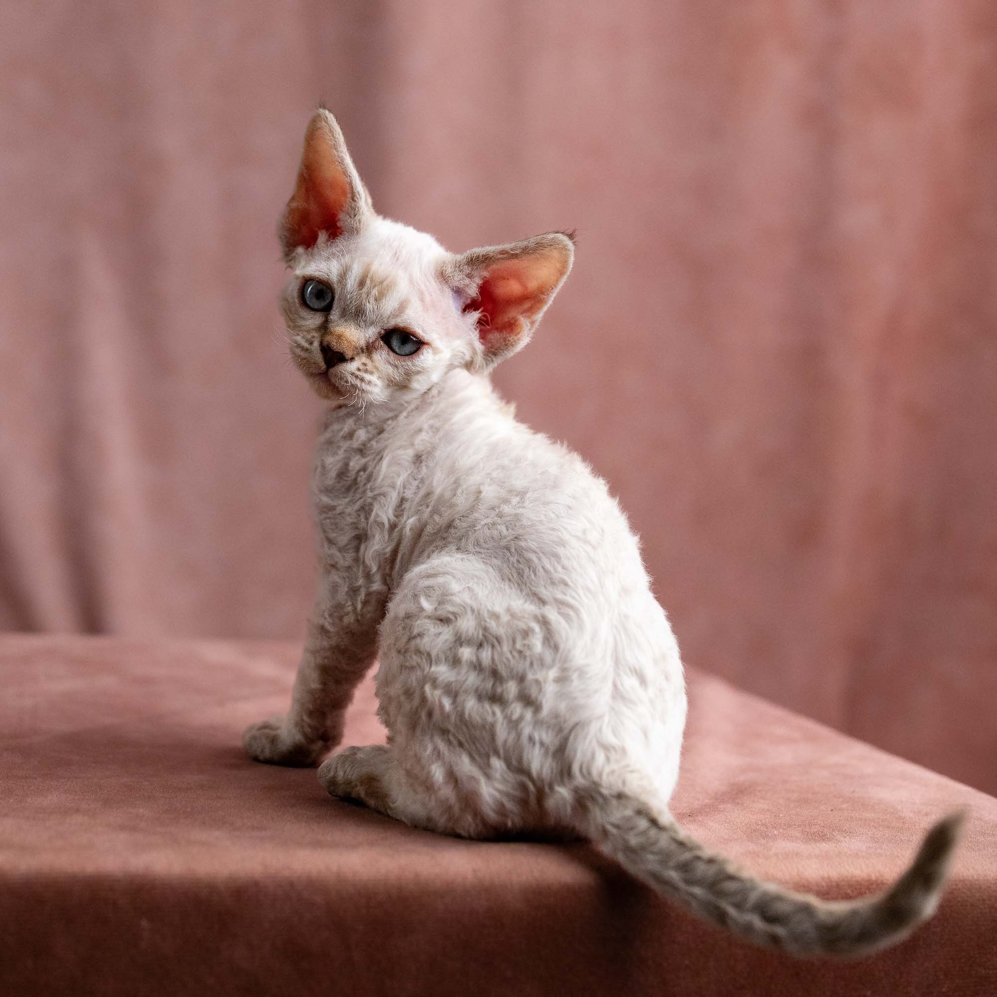Viggo, boy, born on 08.27.2026. Devon Rex Pixie Cattery