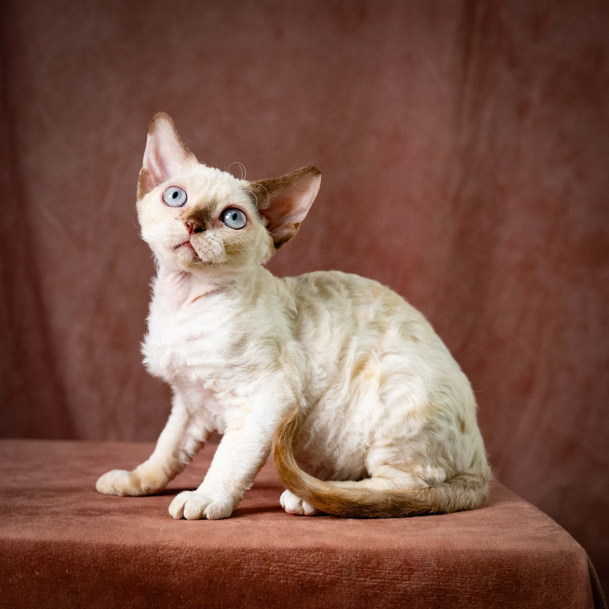 Rosalie,  girl, born 05.08.26. Devon Rex Pixie Cattery